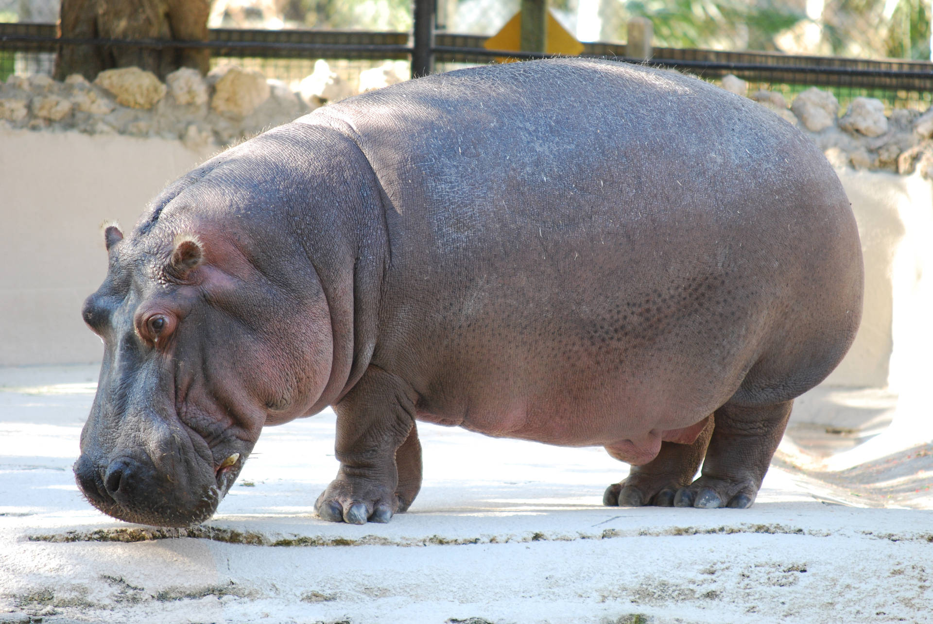 Hippopotamus White Cage Flooring Background