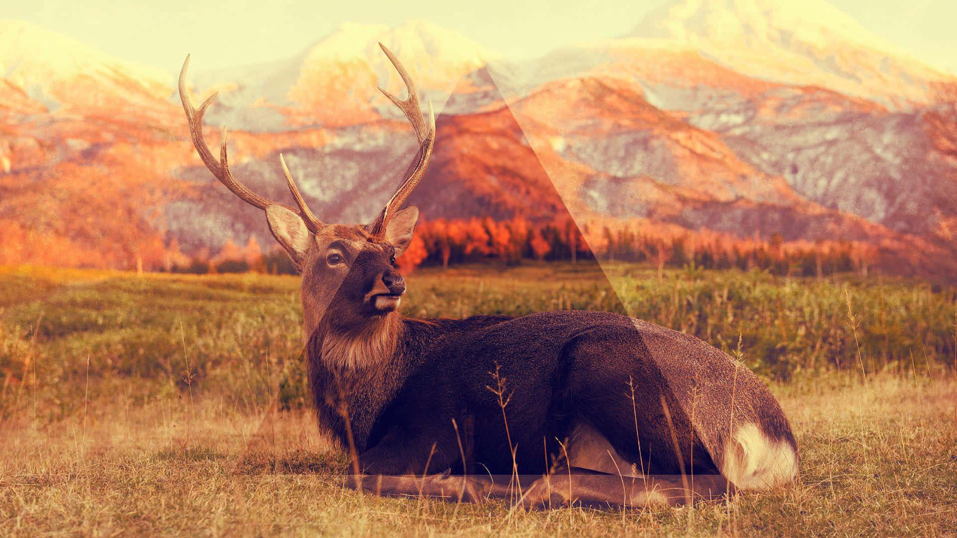 Hipster Deer Desktop Background