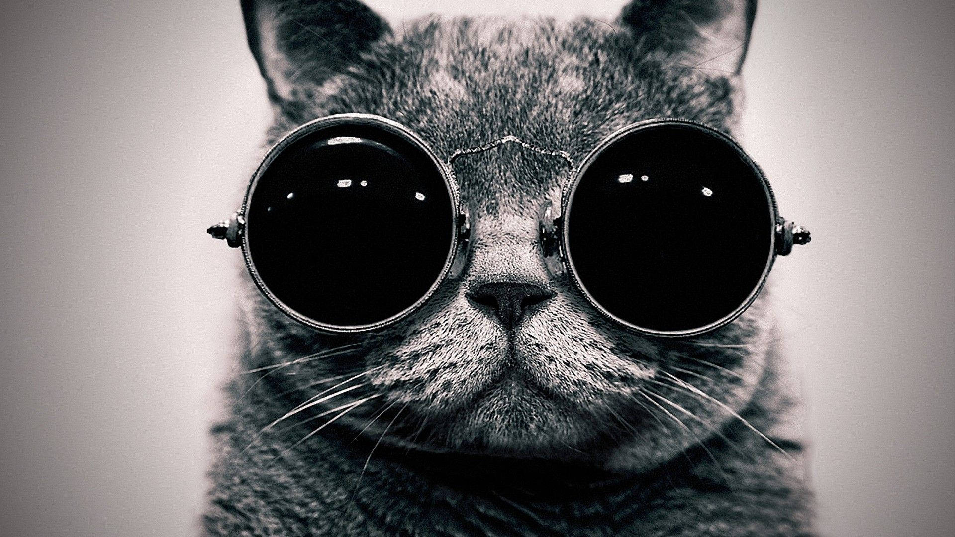 Hipster Grey Cat With Glasses