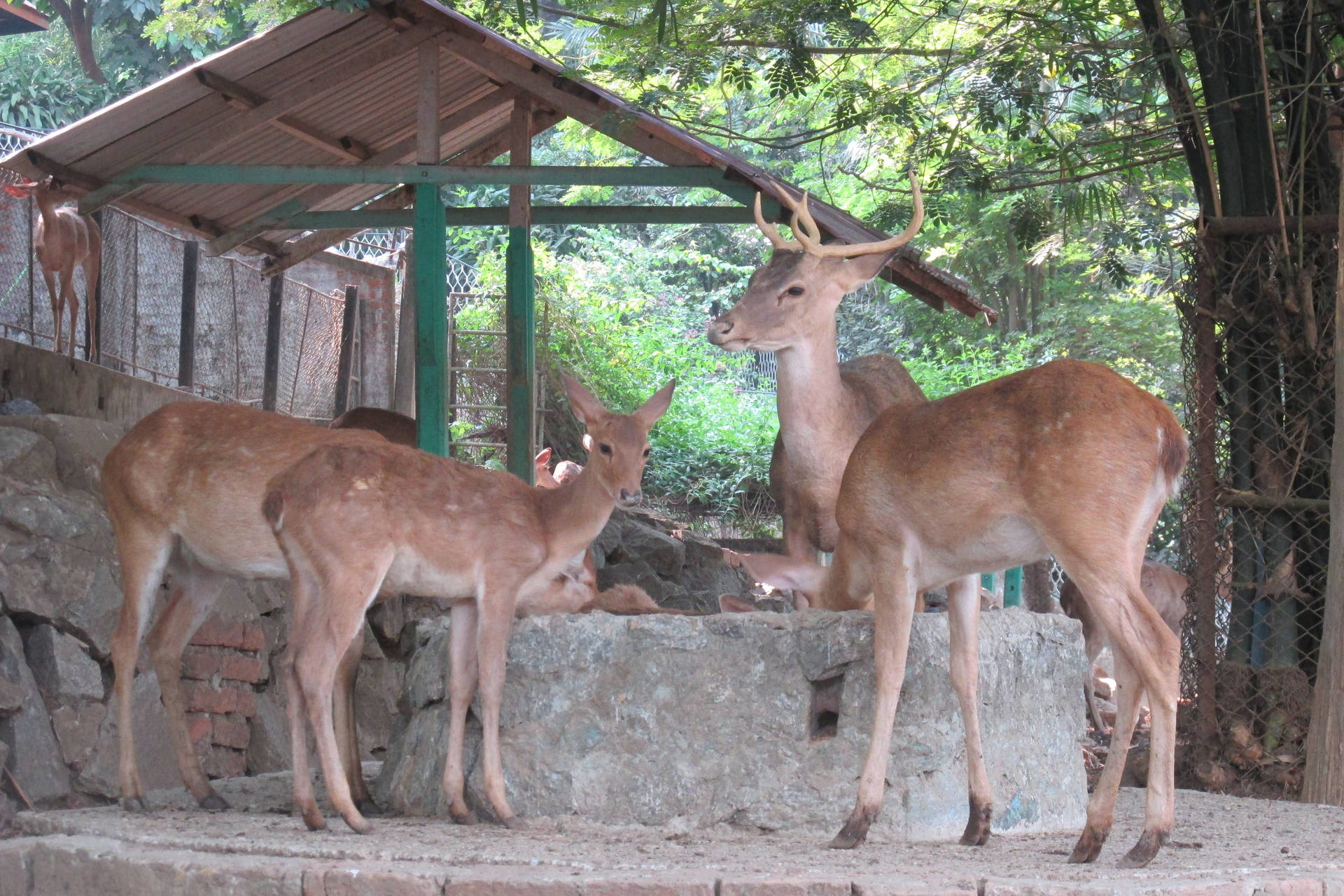 Hlawga Park Deer Yangon
