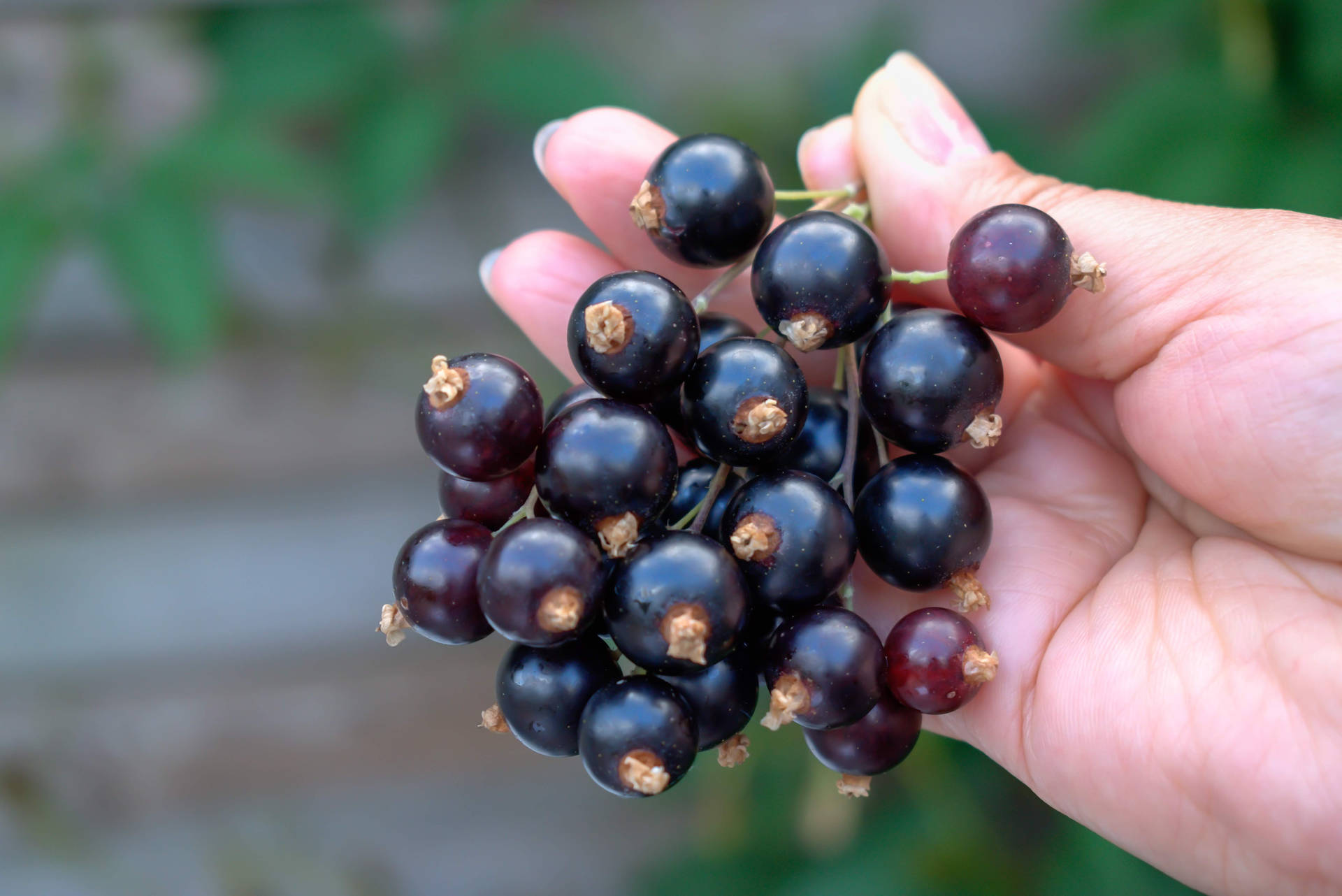 Holding A Blackcurrant Background