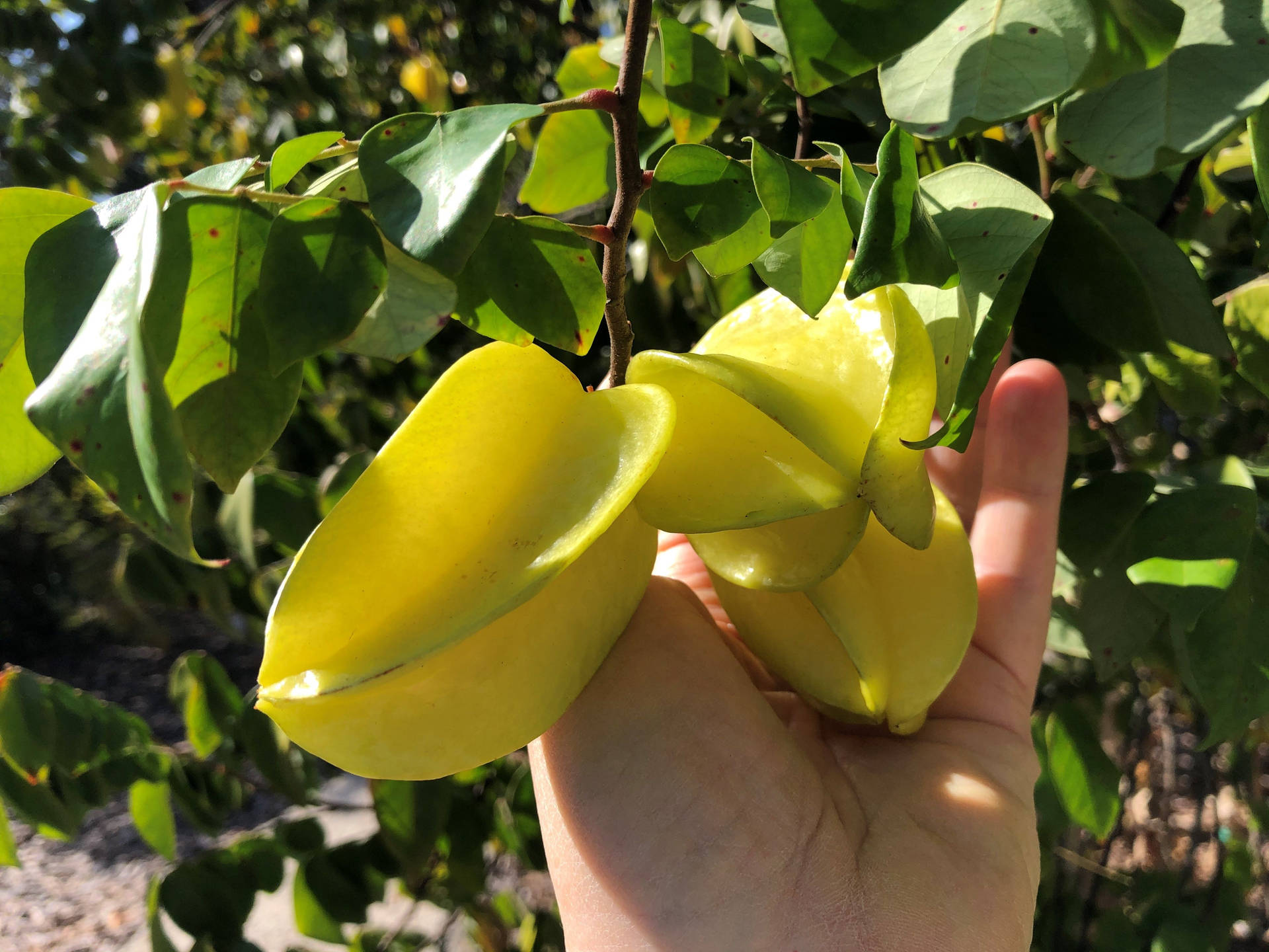 Holding Green Carambolas