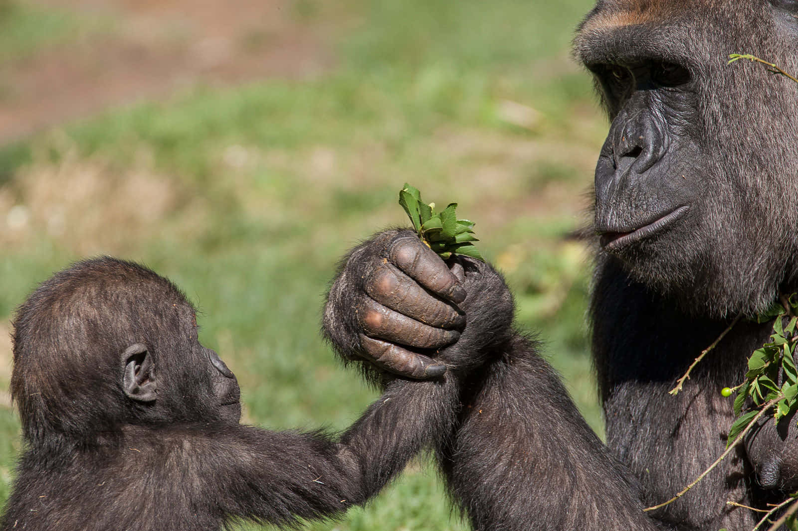 Holding Hands Cute Gorilla Background