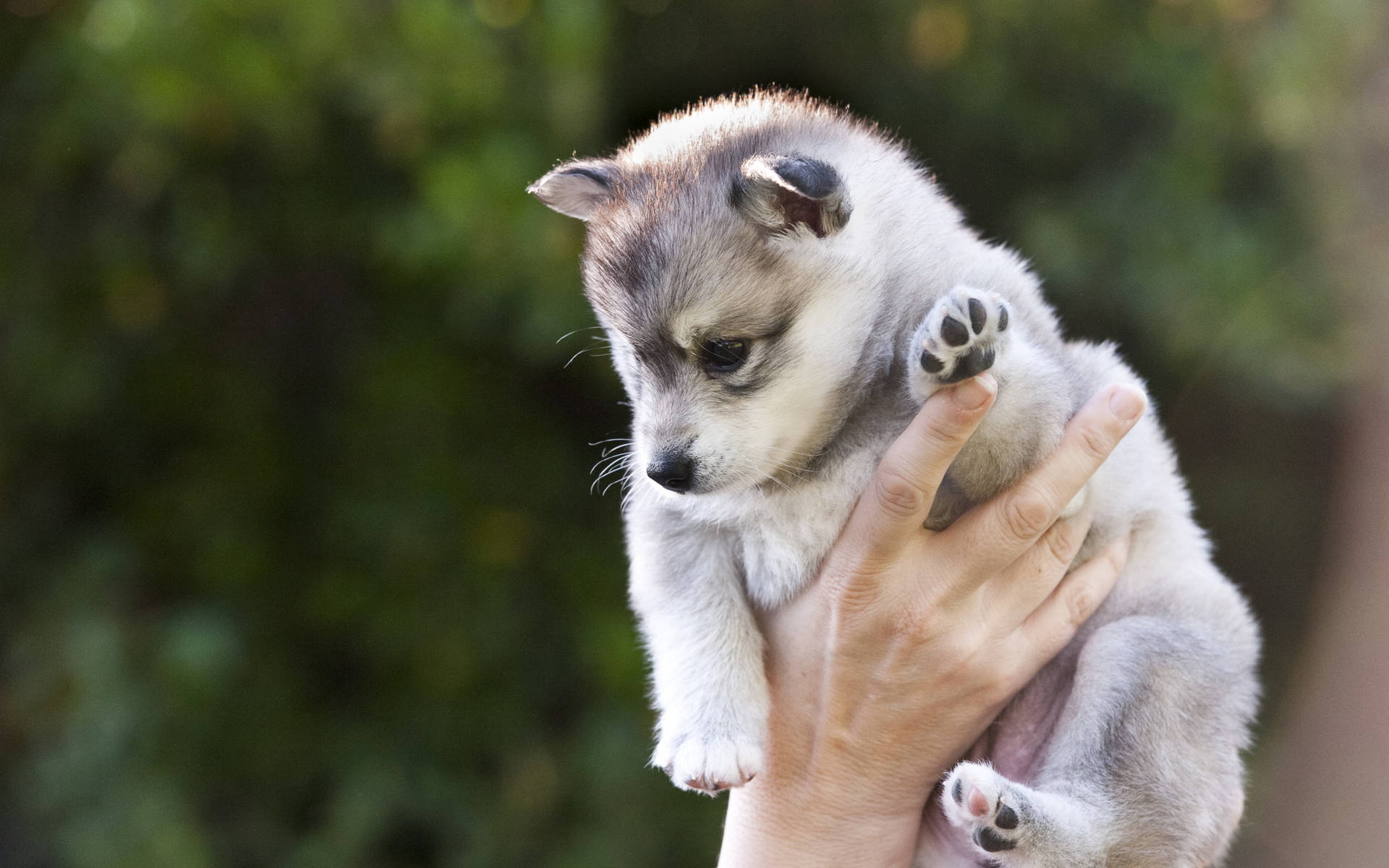 Holding Husky Puppy Background