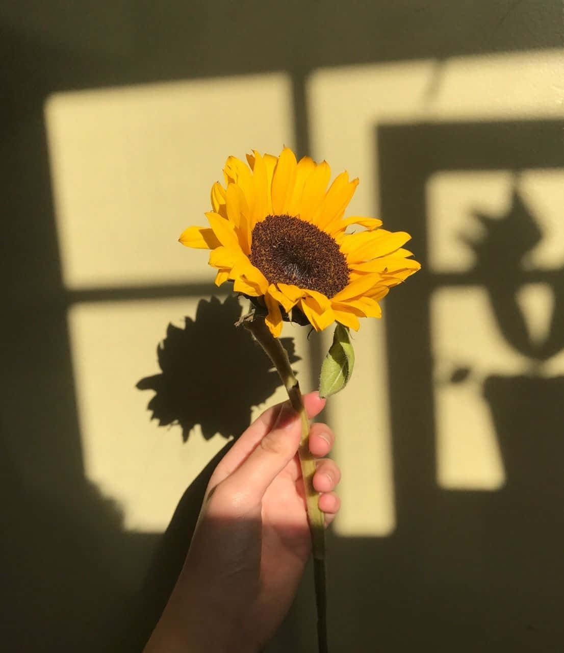 Holding Sunflower Yellow Tumblr Aesthetic Background