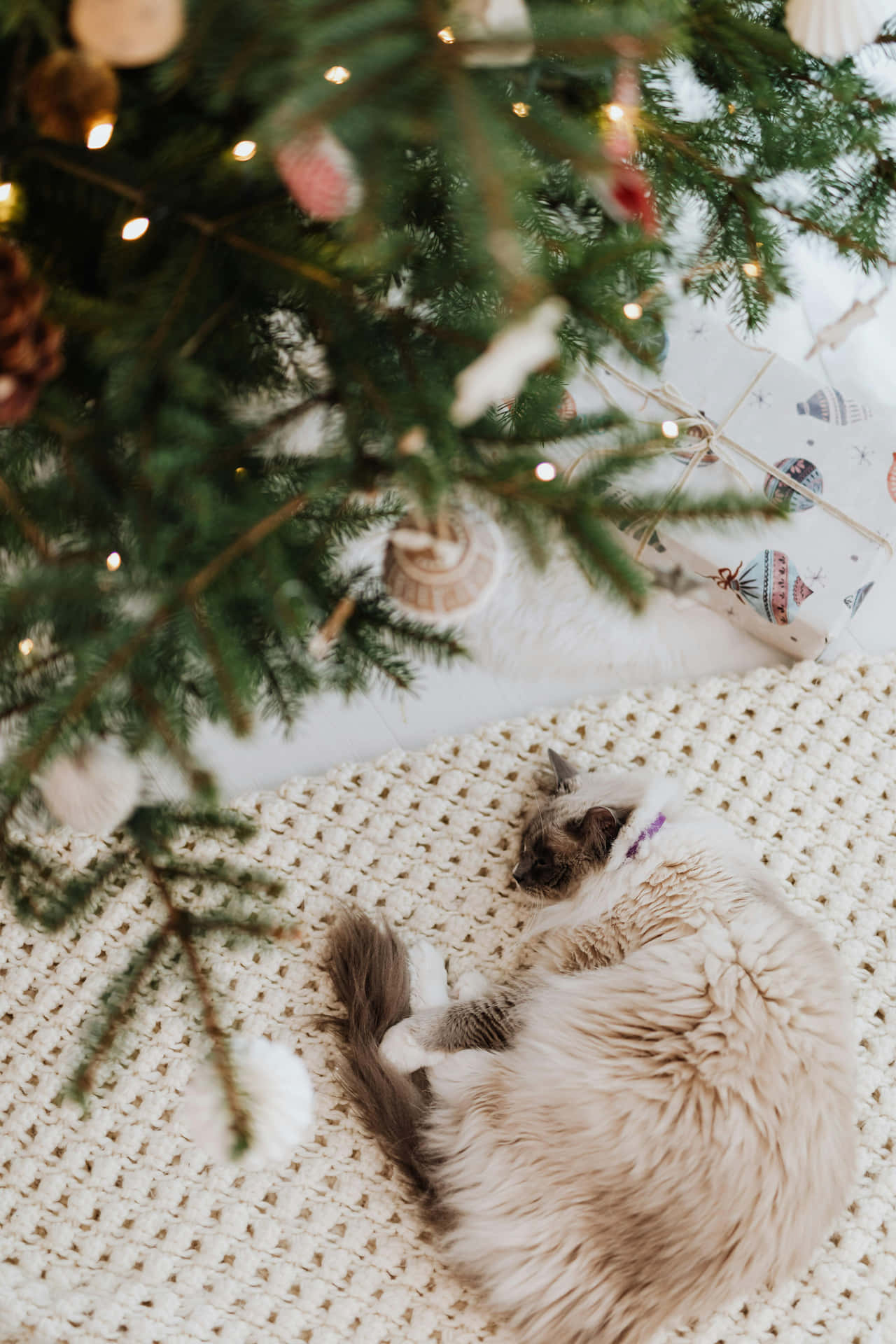 Holiday Cat Napping Under Christmas Tree.jpg