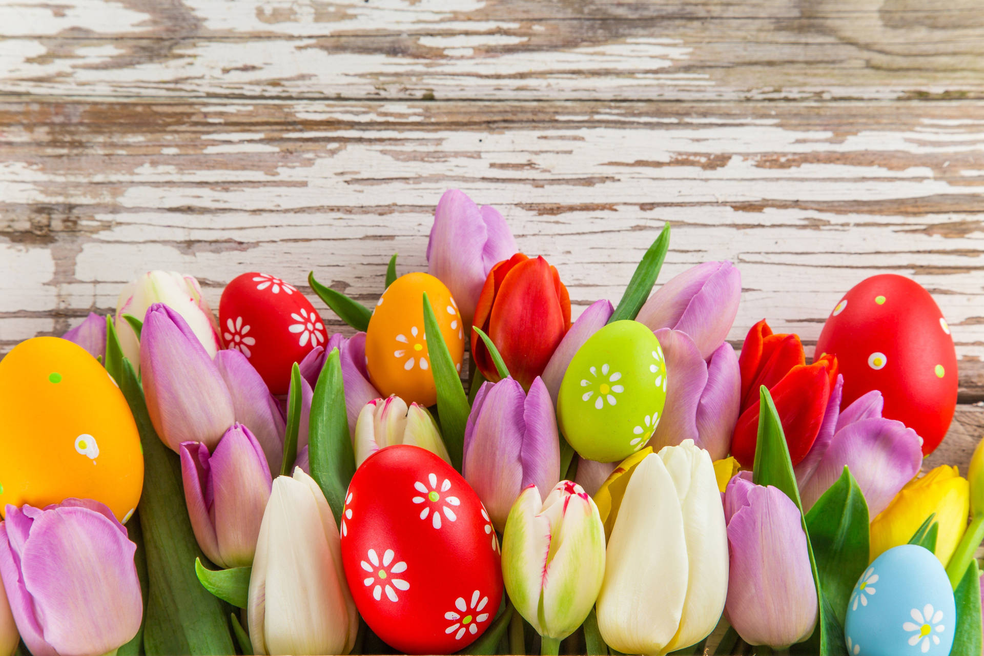 Holiday Easter Eggs And Tulips Background
