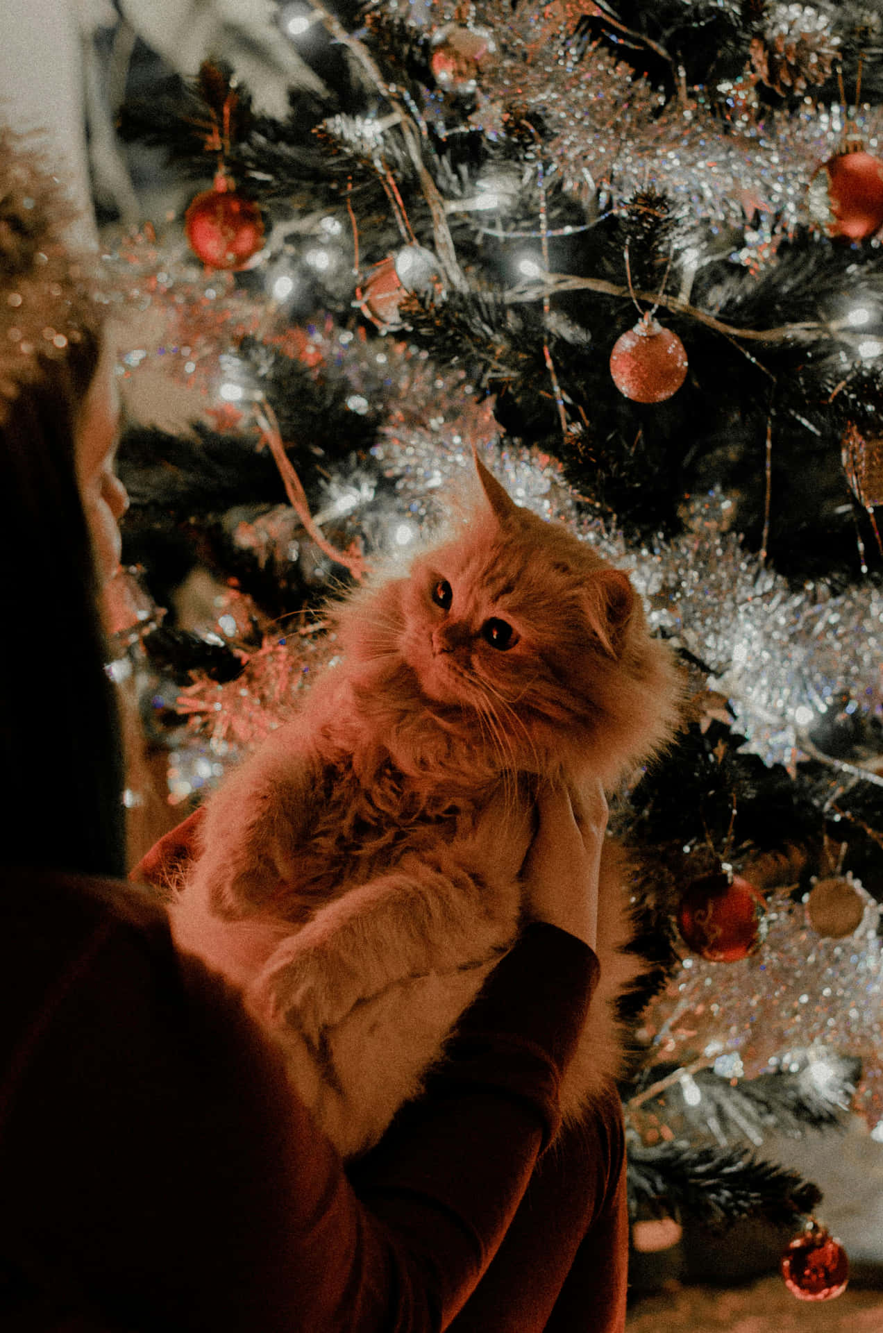 Holiday Feline Festivity.jpg