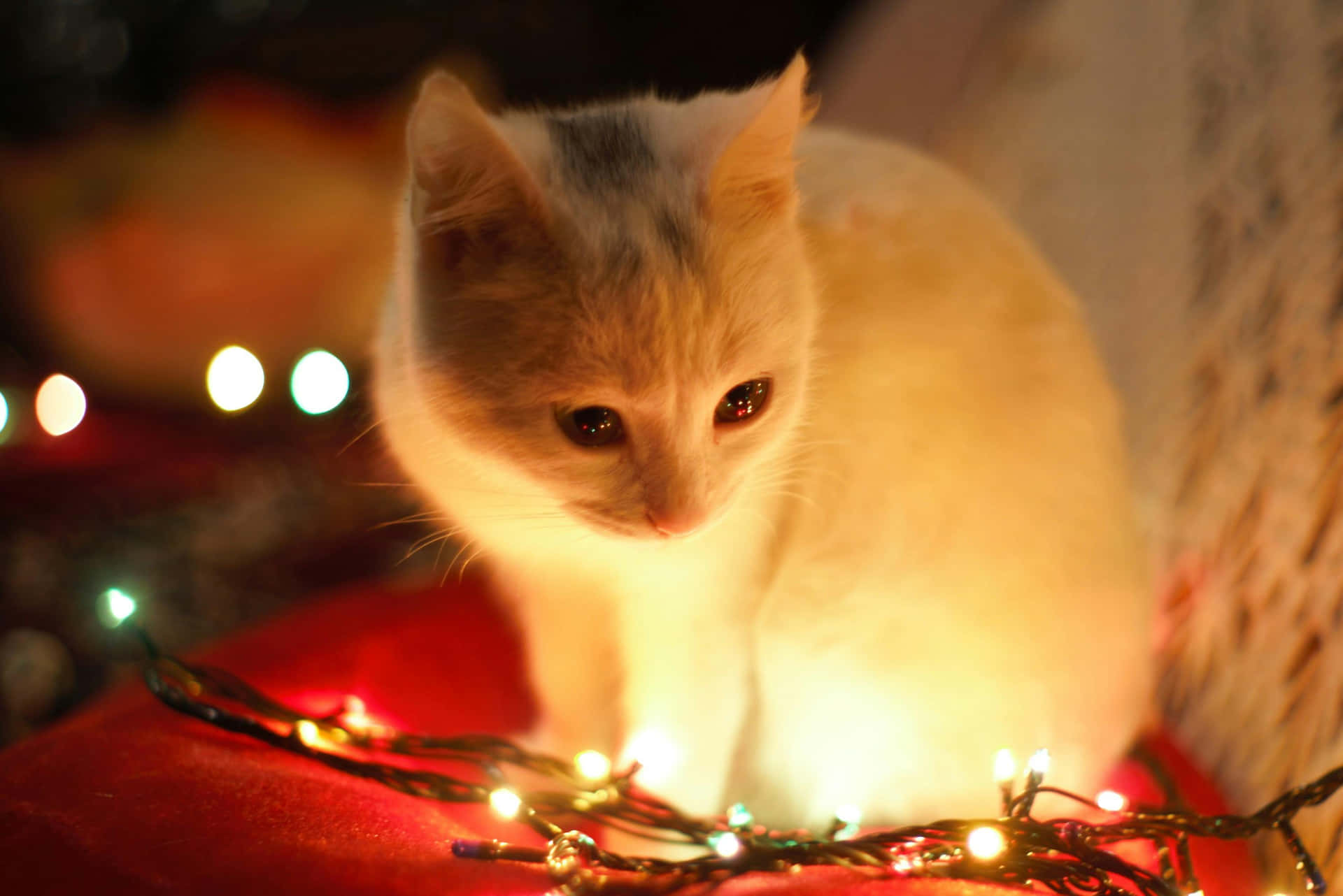 Holiday Kitten Amidst Christmas Lights.jpg Background
