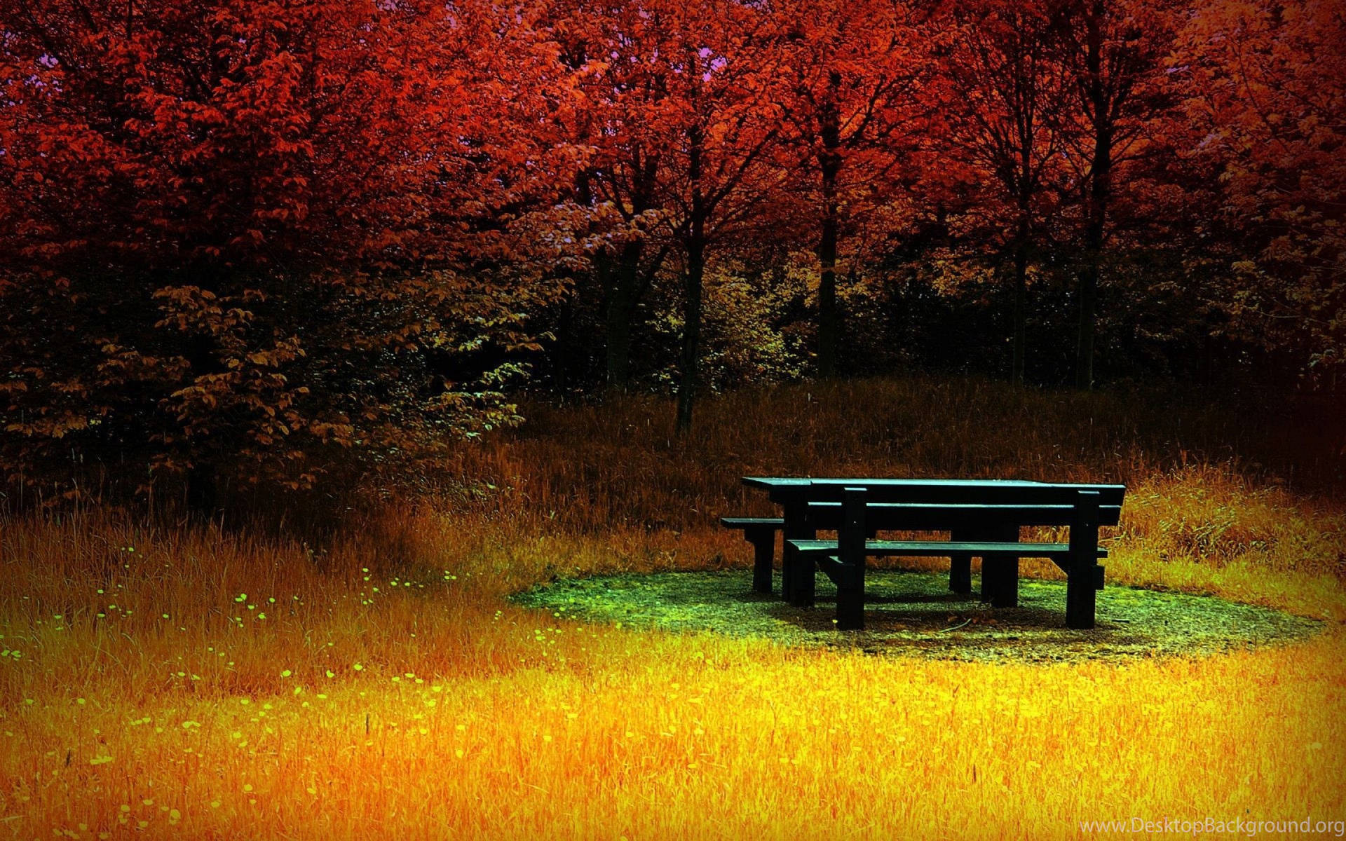 Holistic Picnic Area Background