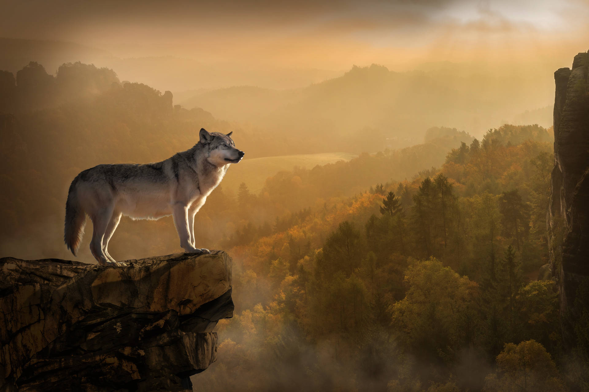 Holistic View Wolf Desktop Background