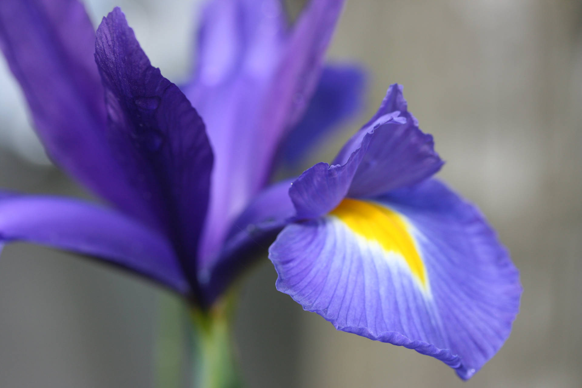 Hollandica Iris Flower Background
