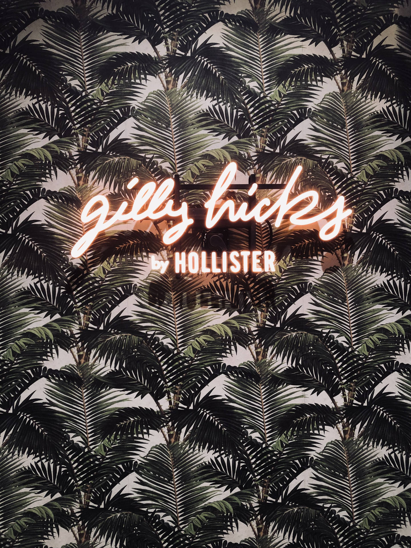 Hollister Palm Tree Leaves Background