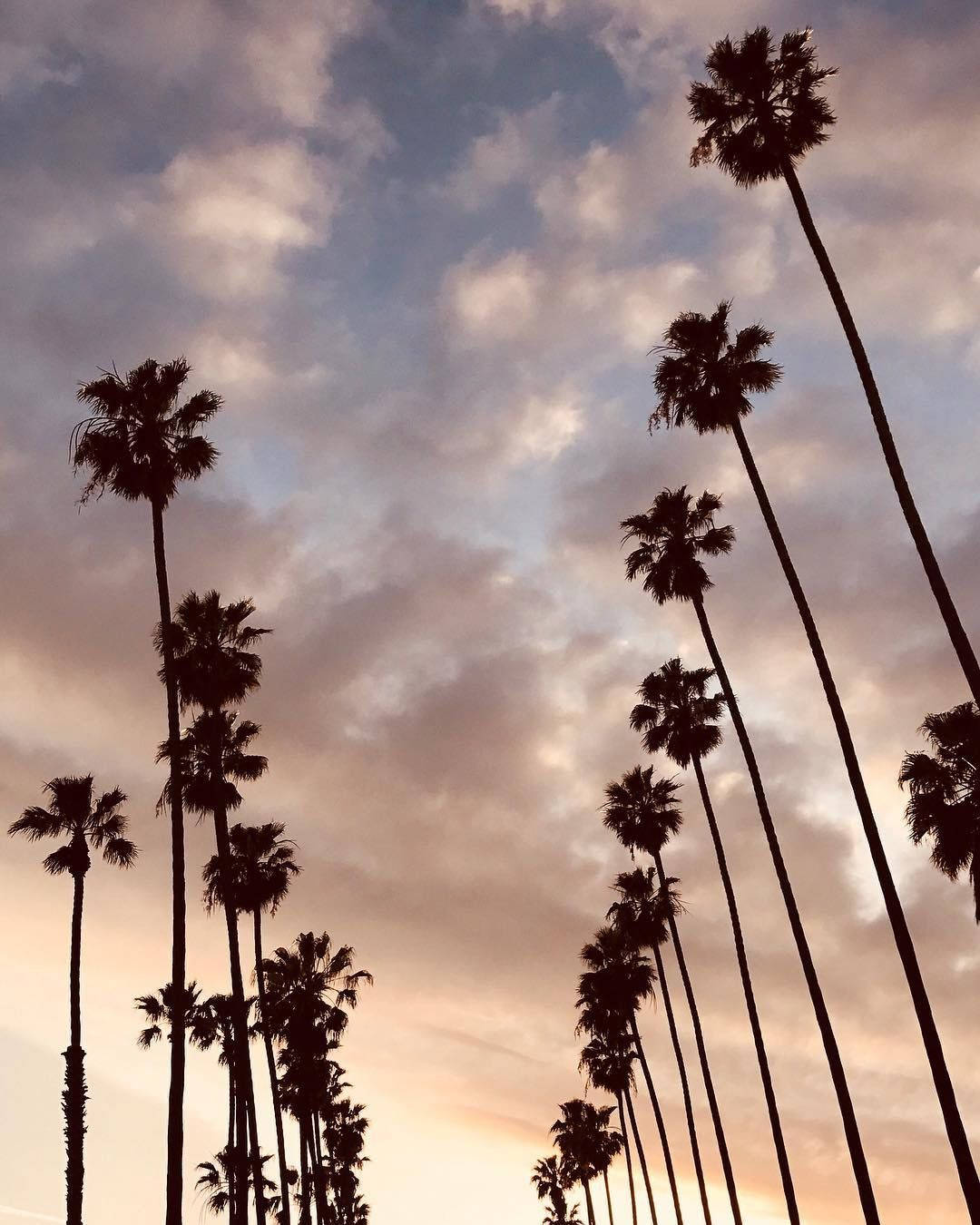 Hollywood Palm Trees Summer Vibes