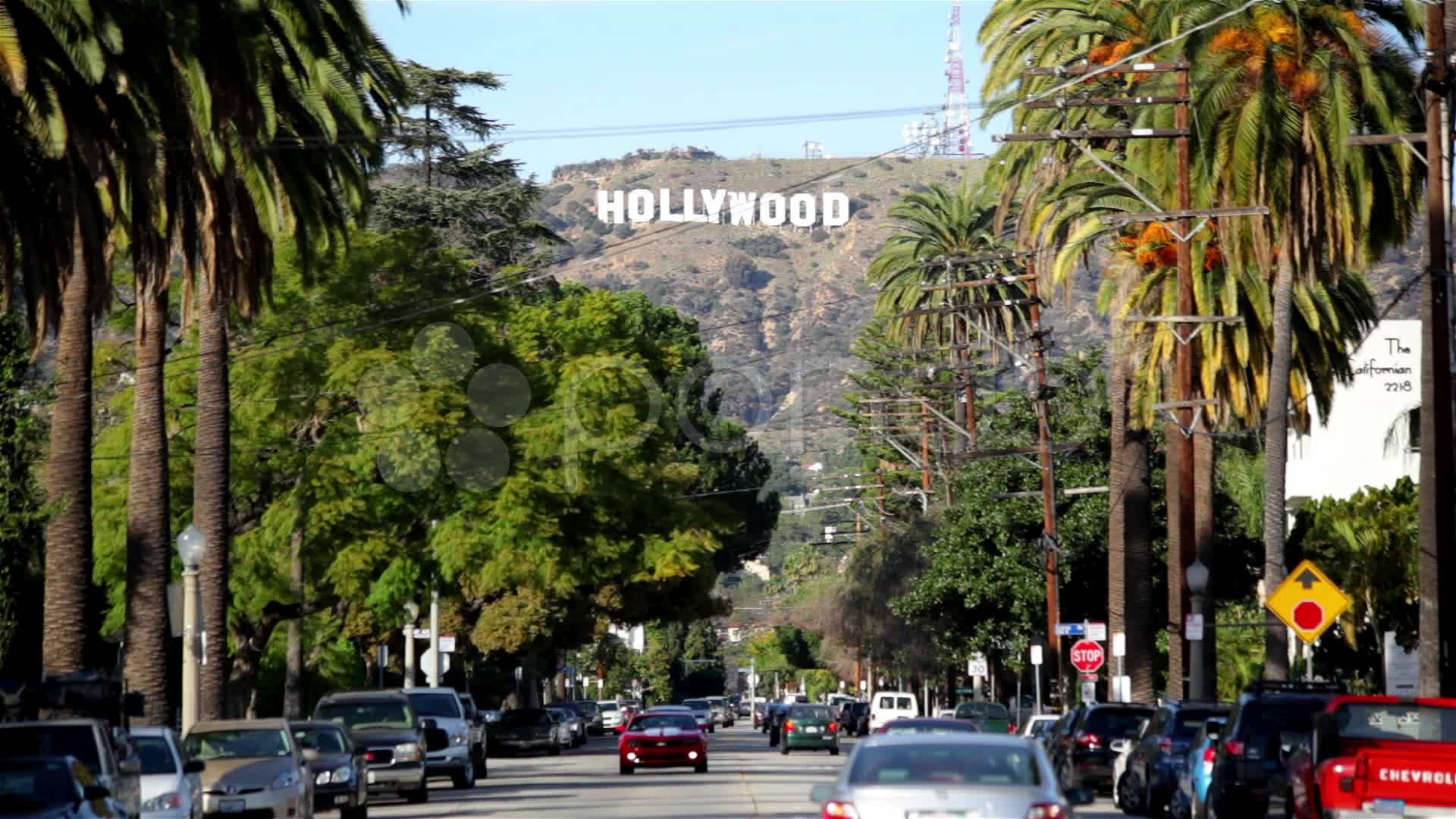 Hollywood Street Trees Background