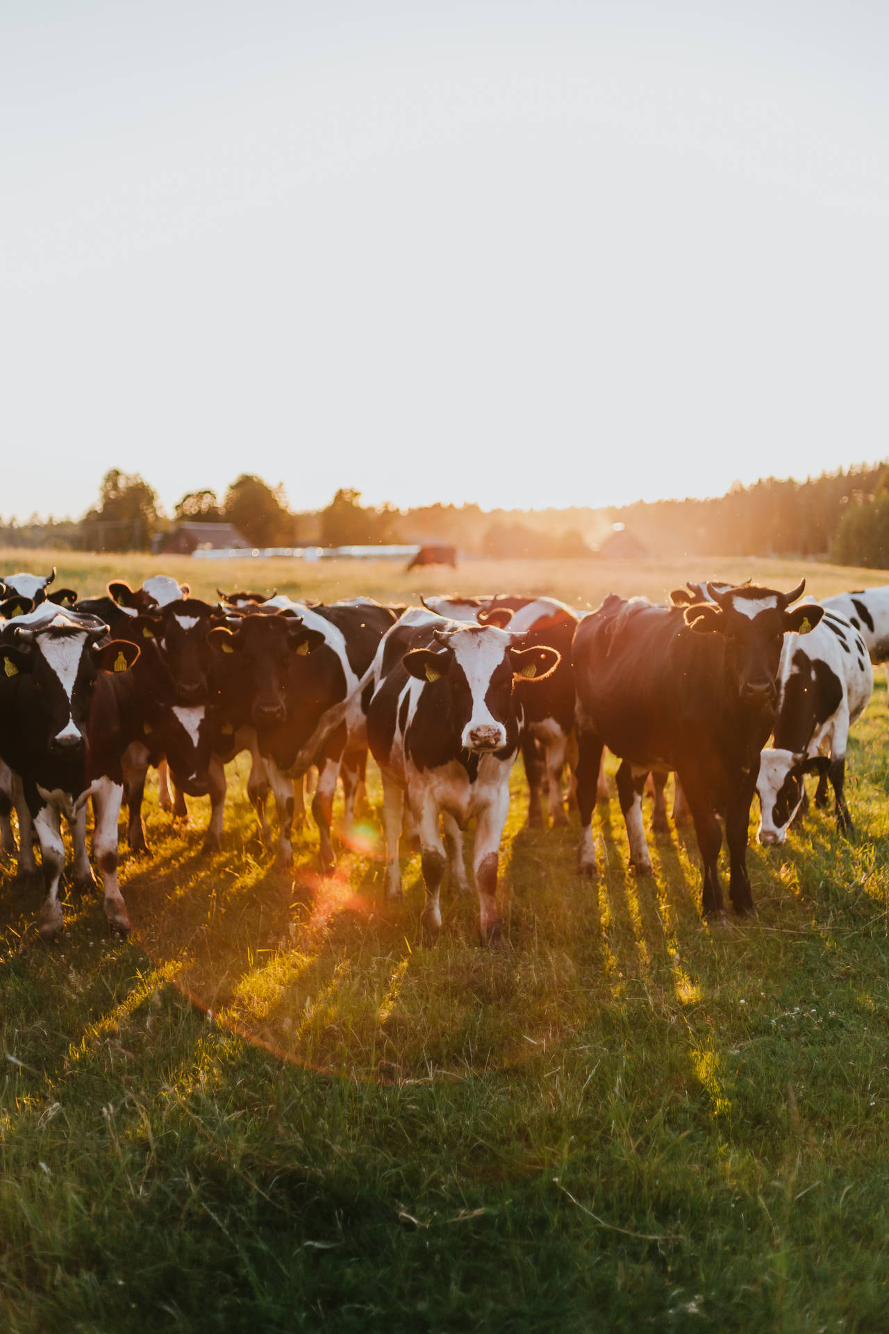 Holstein Friesian Cattle Herd On Sunset