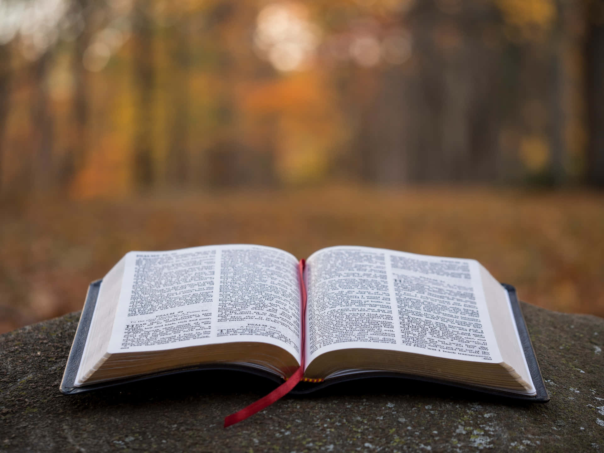 Holy Bible On A Foggy Forest Background