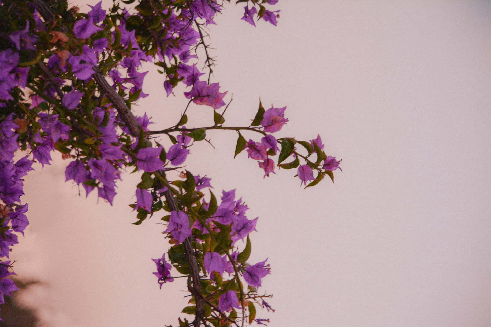 Homeopathic Medicine From Bougainvillea Spectabilis Background