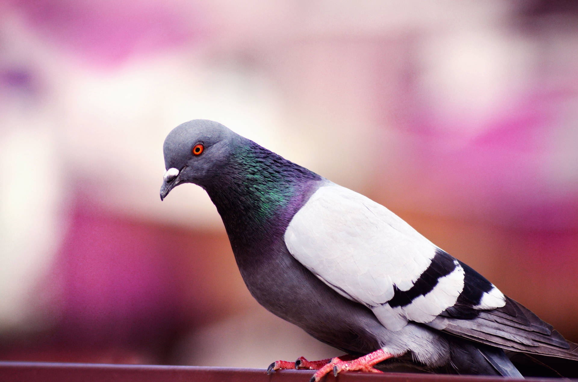 Homing Pigeon Bird With Red Eyes Background