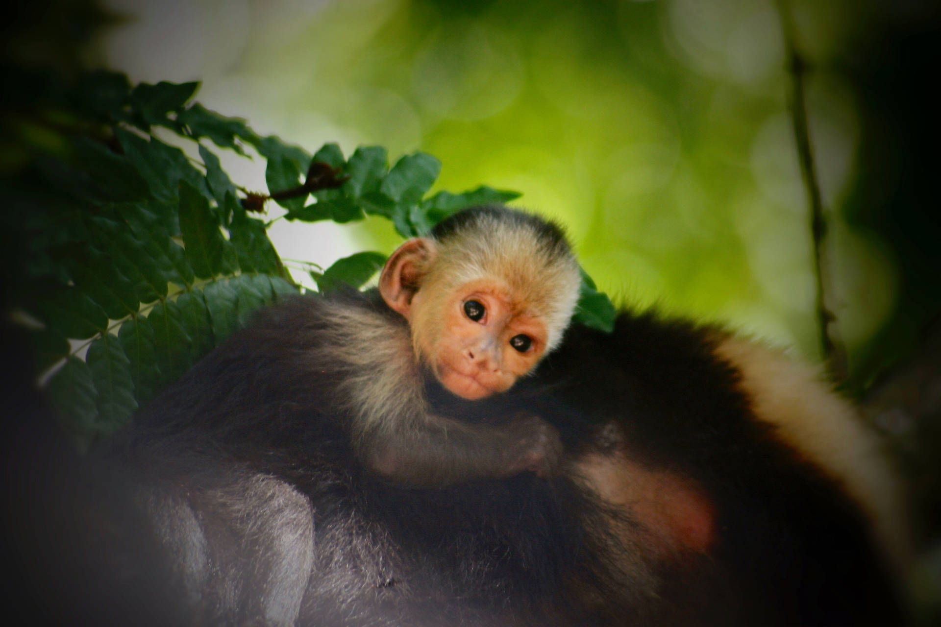 Honduras Baby Monkey Background