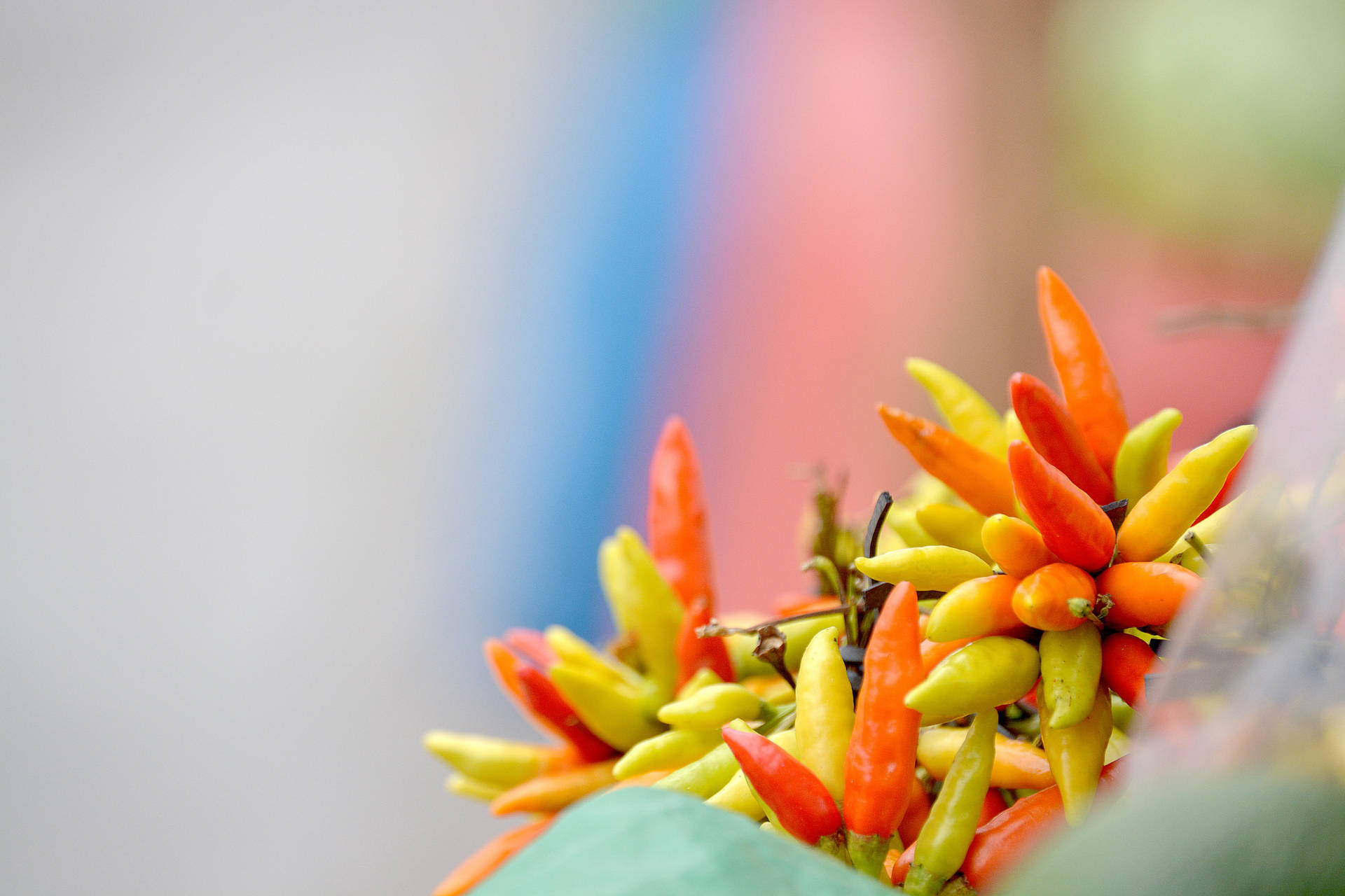 Honduras Colorful Chili Background