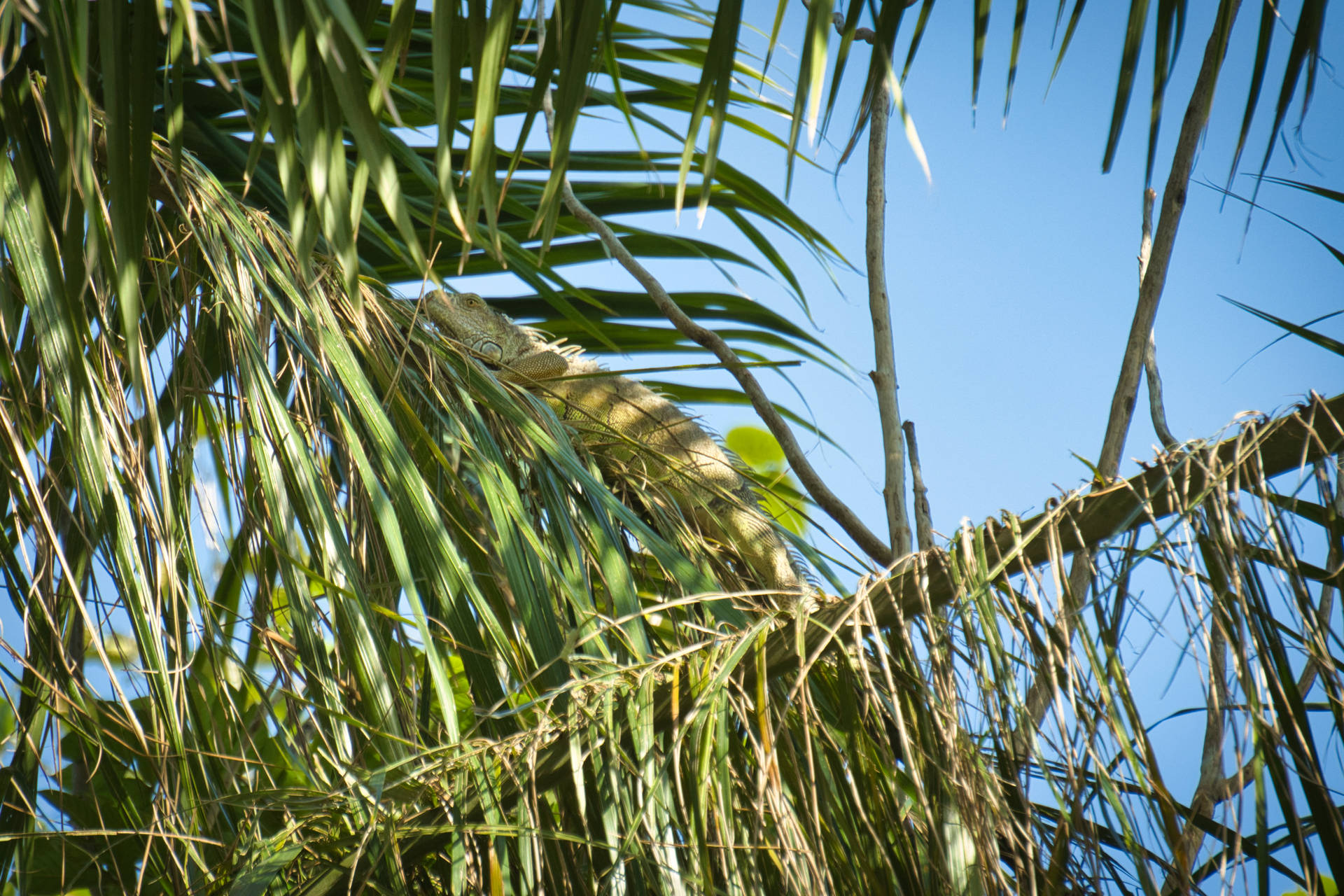 Honduras Green Iguana On Leaves Background