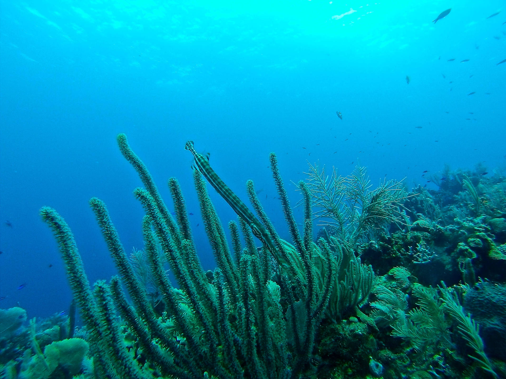 Honduras Green Reef & Blue Ocean Background