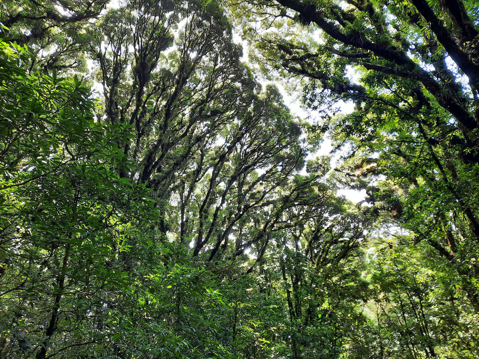 Honduras Lush Forest Background