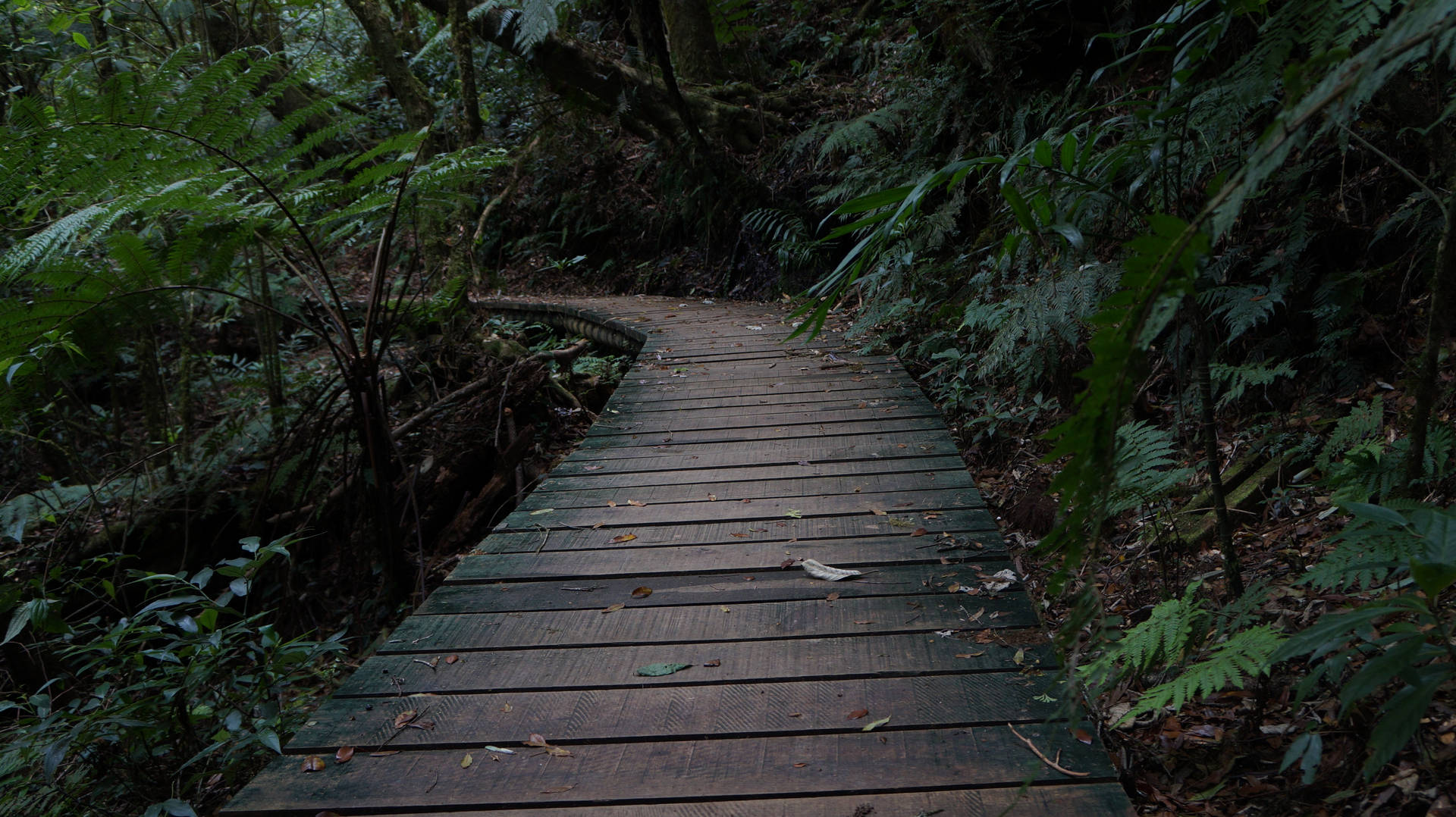 Honduras Path To Forest Background