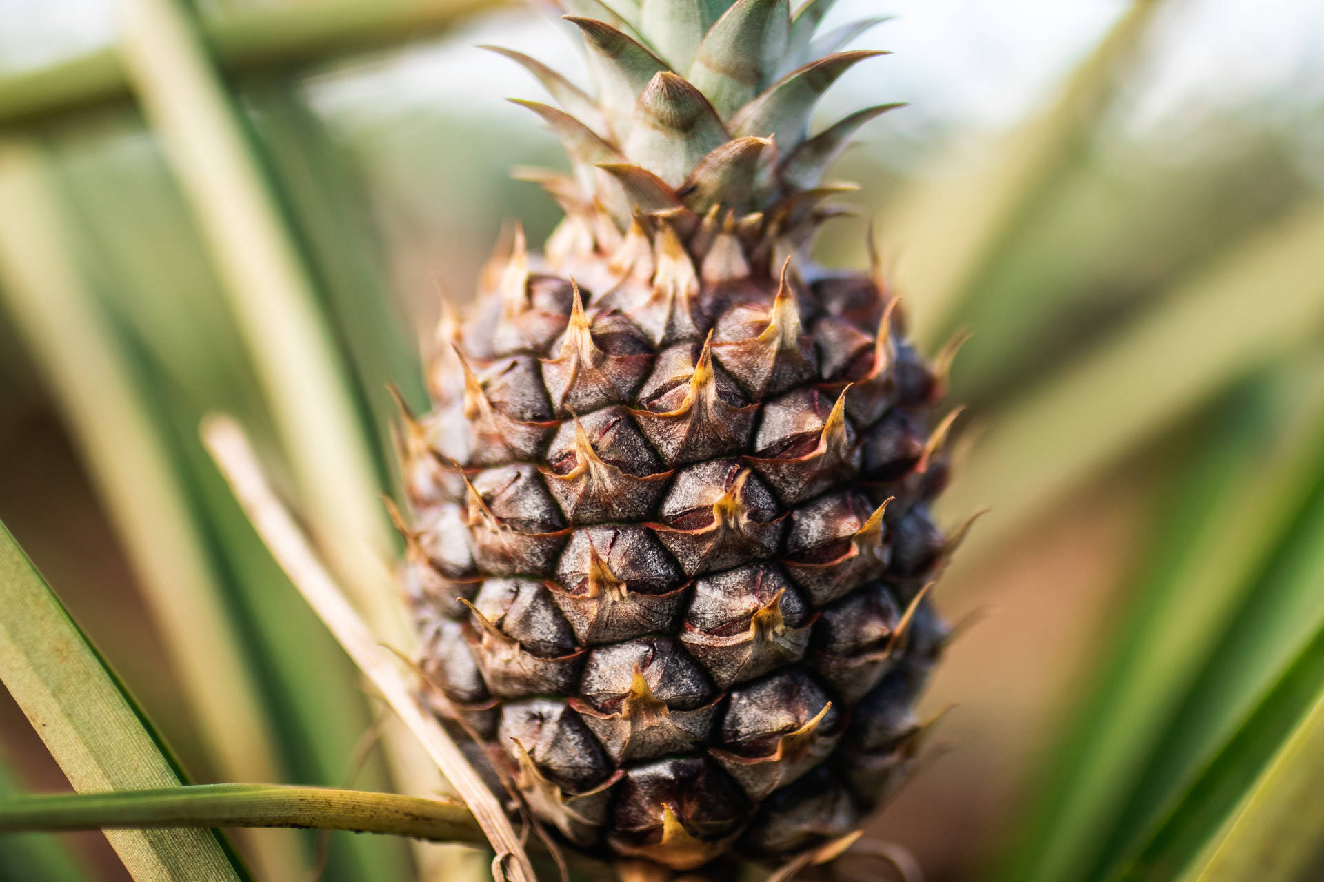 Honduras Sweet Pineapple Background