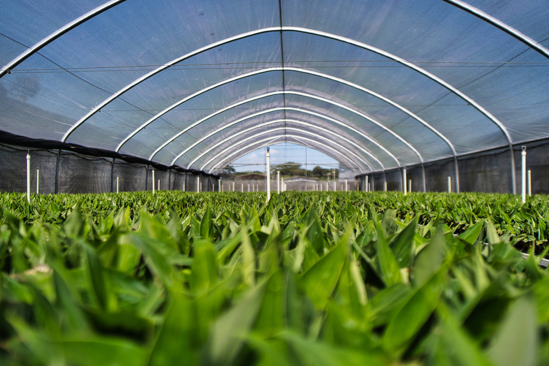 Honduras Vegetable Garden Background