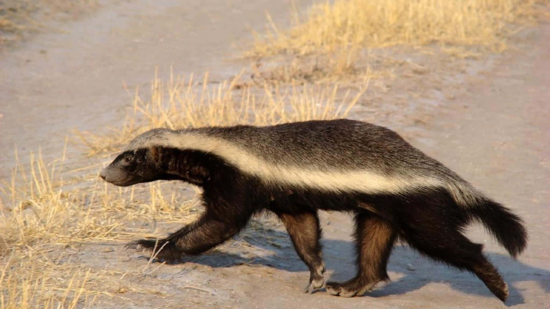 Honey Badger On The Move