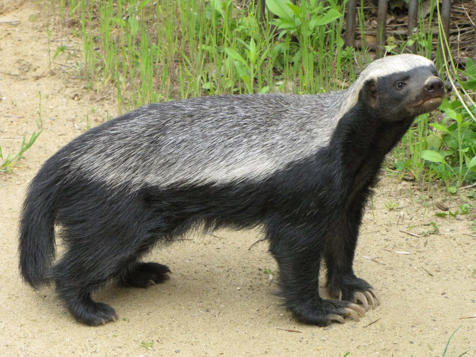 Honey Badger Standing On Path Background
