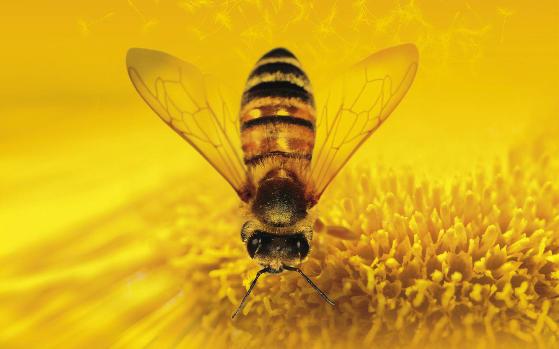 Honey Bee On A Sunflower