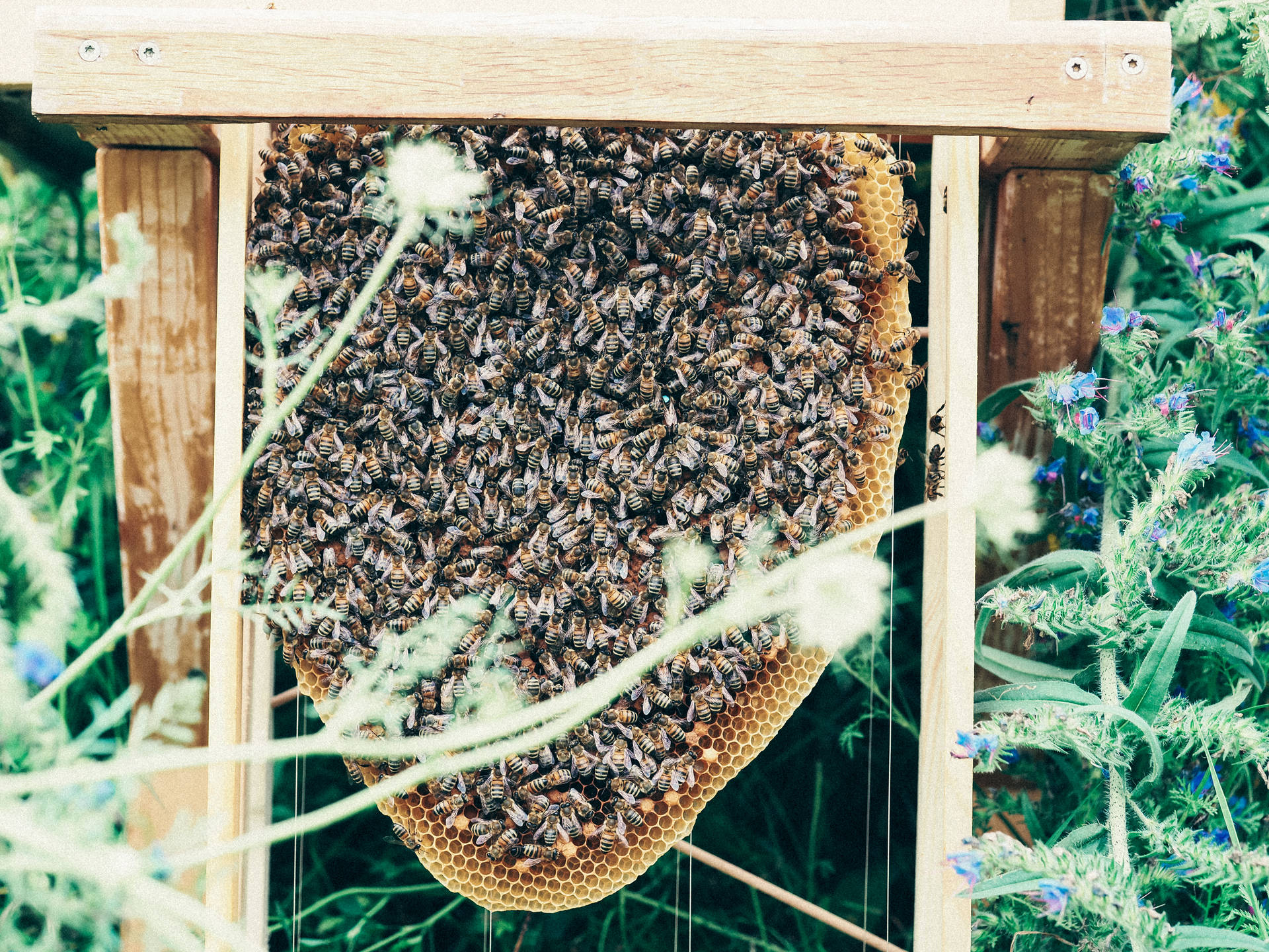 Honeycomb Bee Colony Background