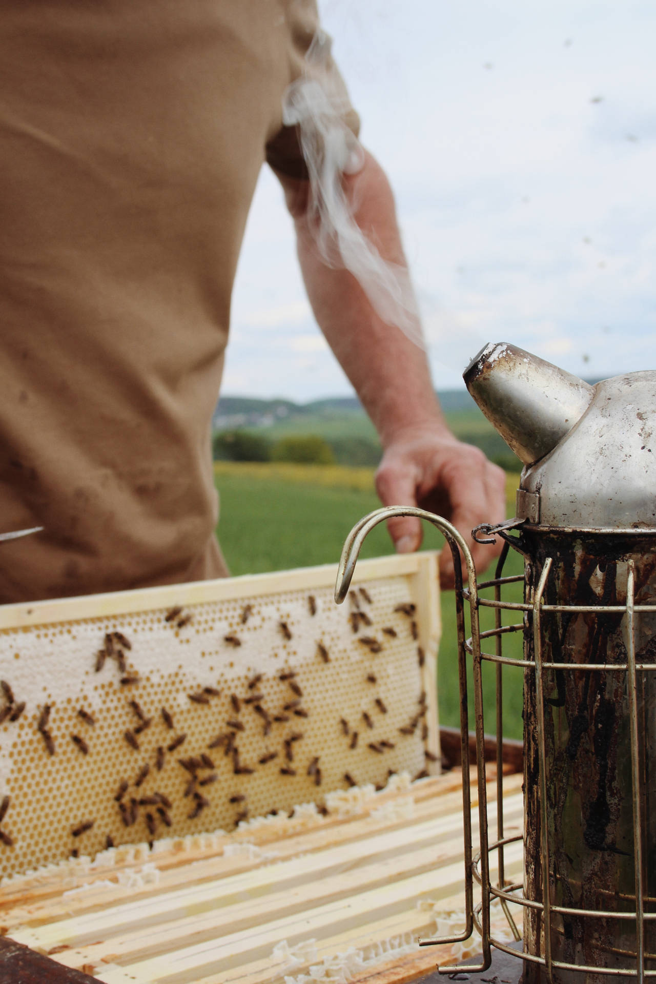 Honeycomb Bee Farm