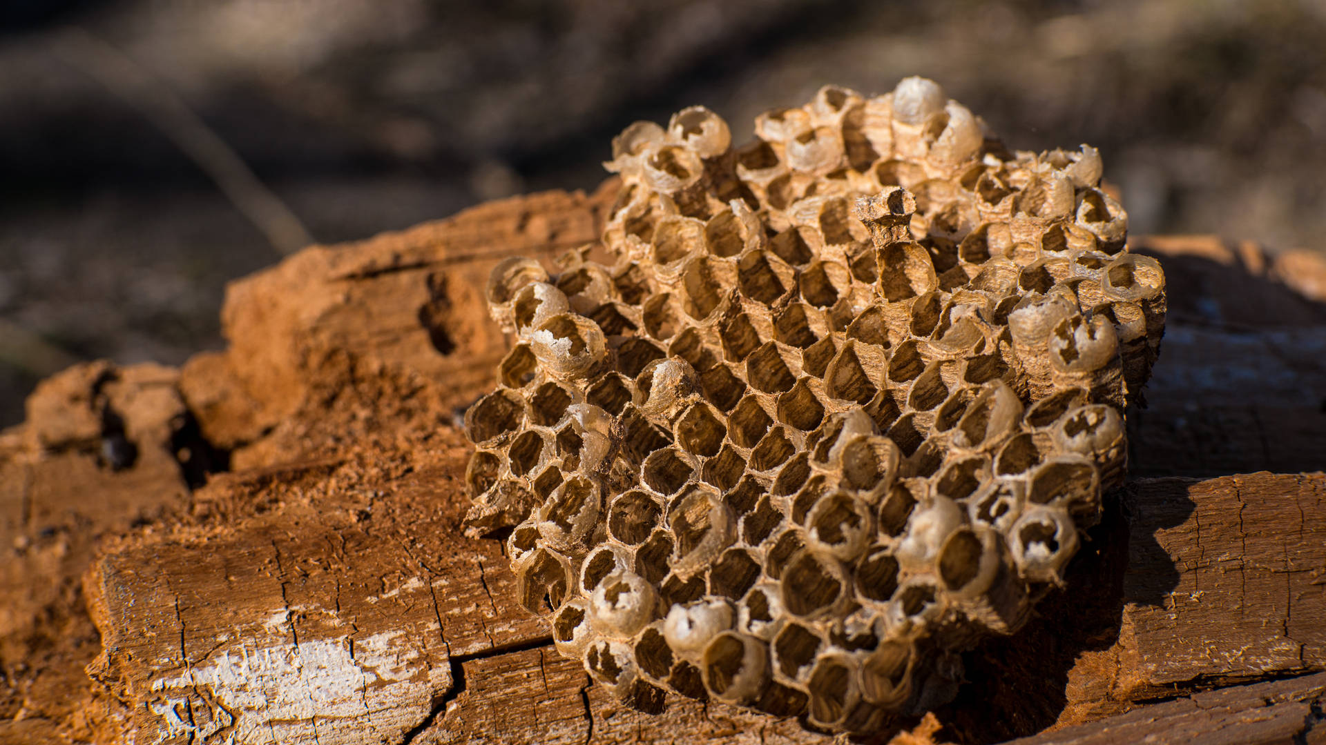 Honeycomb Circular Chunk Background