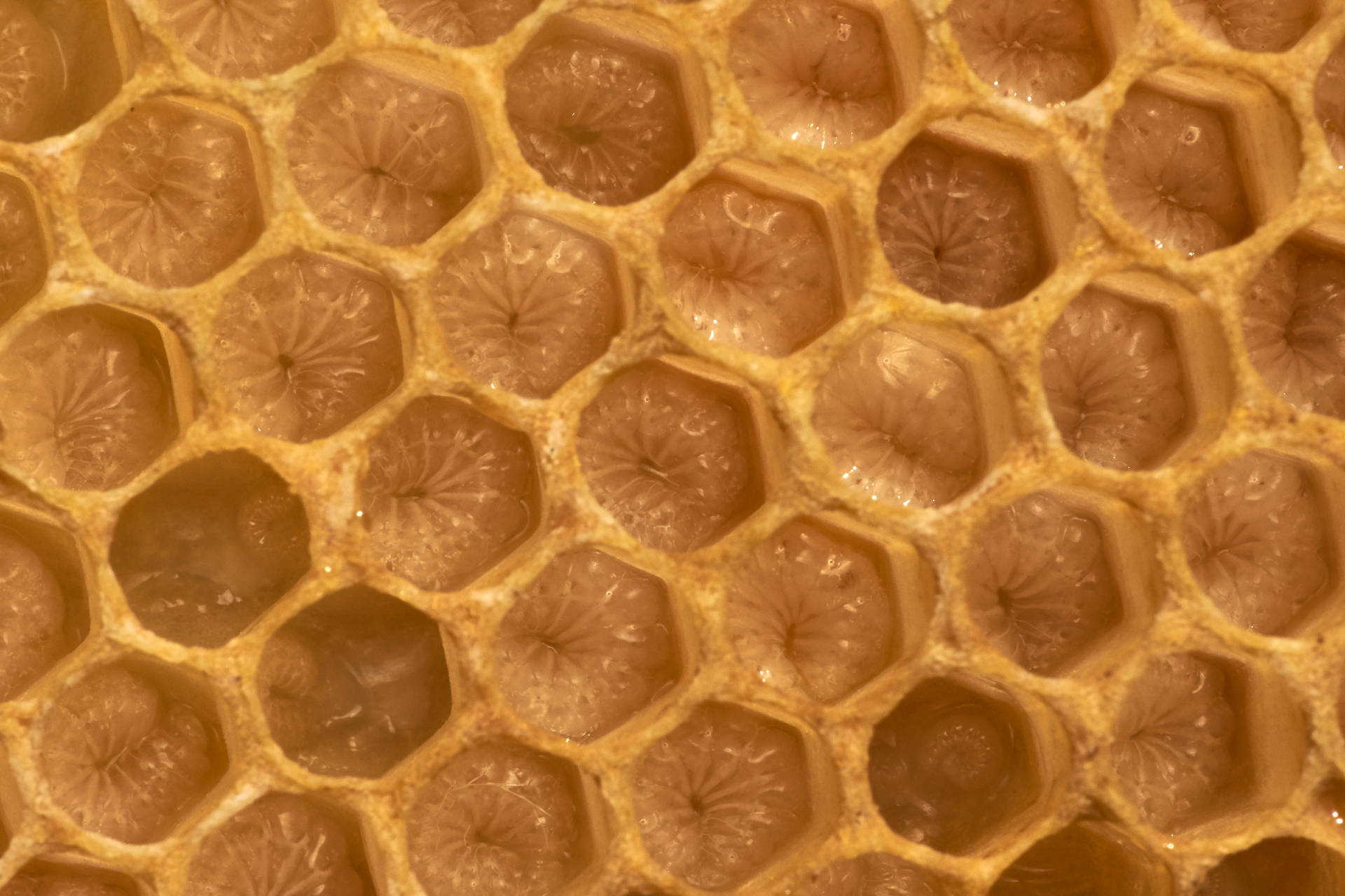 Honeycomb Close-up Shot Background