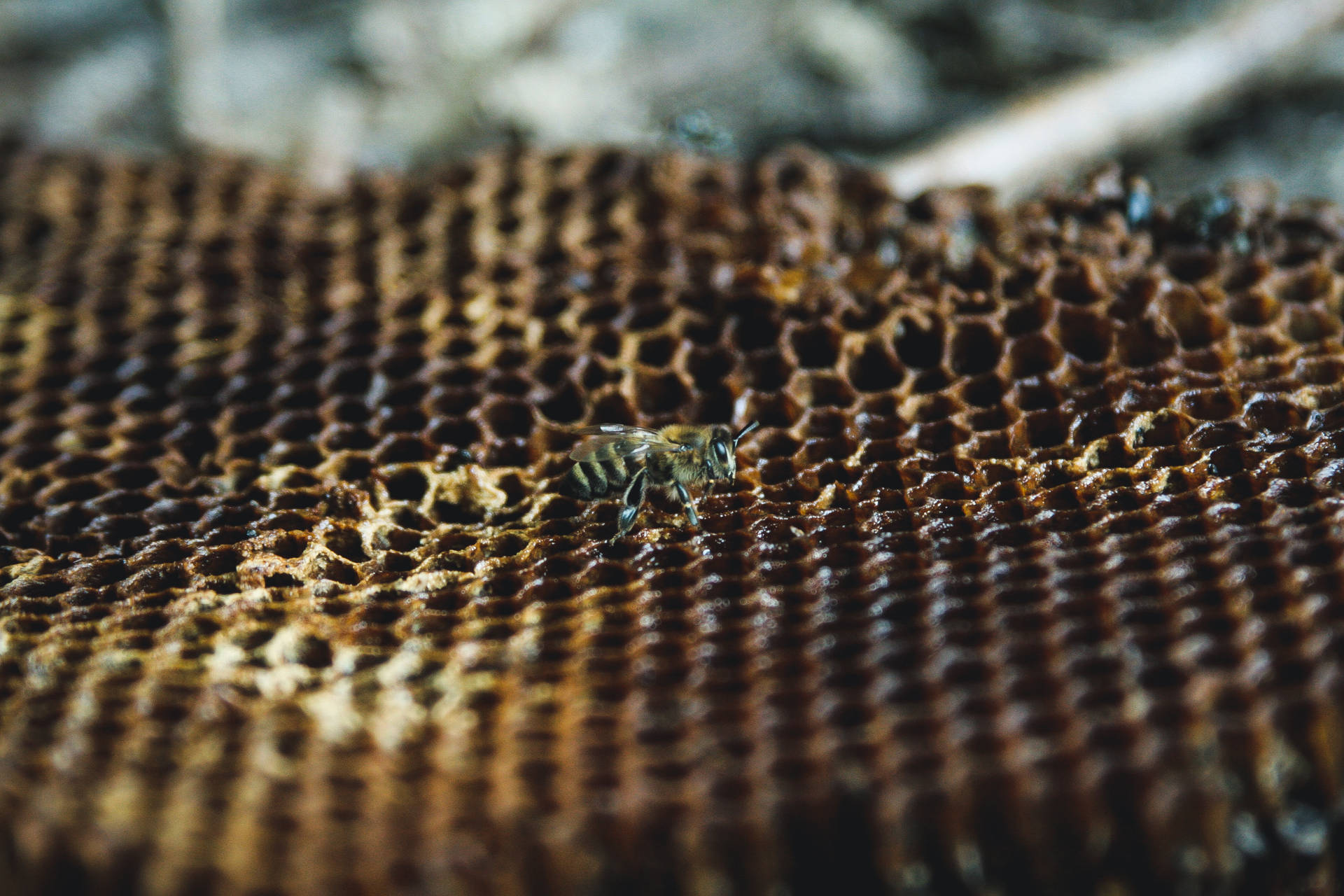 Honeycomb Dried Piece Background