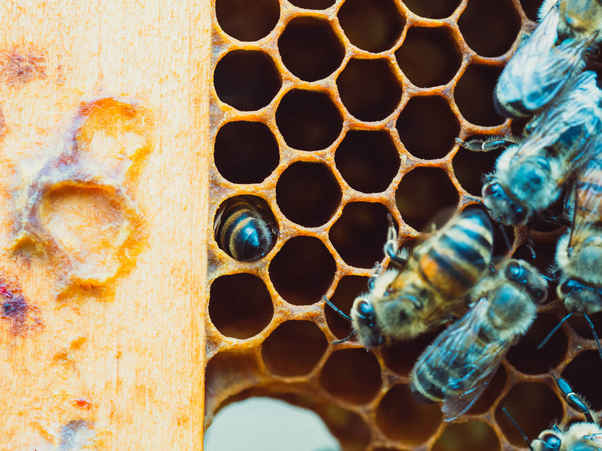 Honeycomb Empty Holes Background