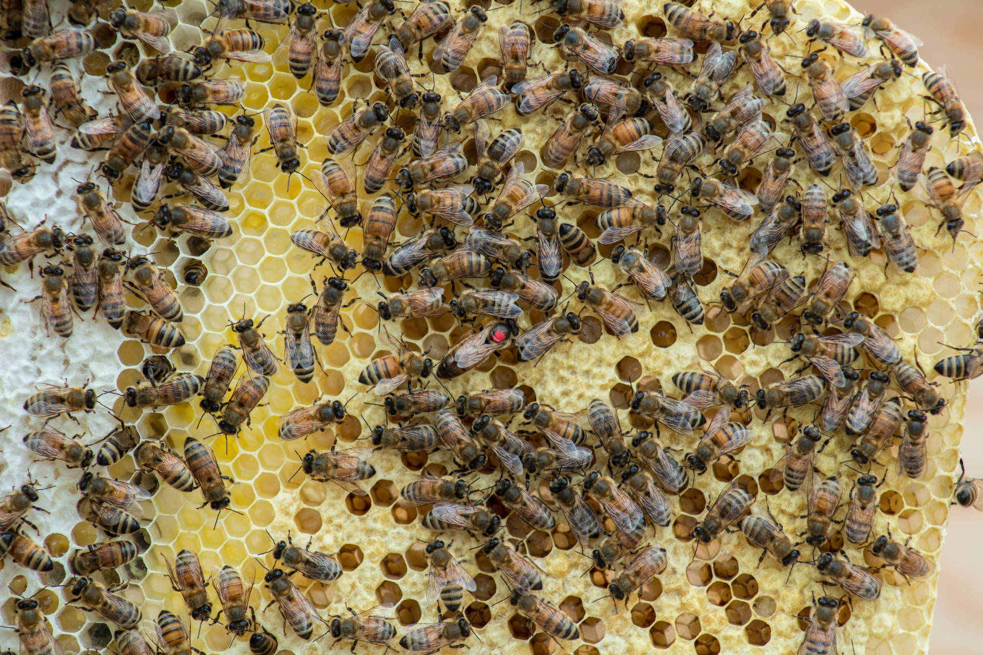 Honeycomb Full Of Bees Background