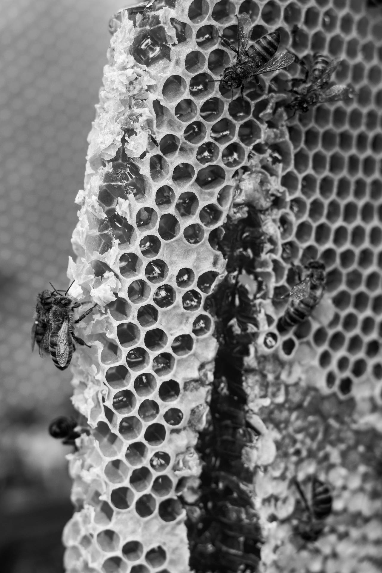 Honeycomb Grayscale Image Background