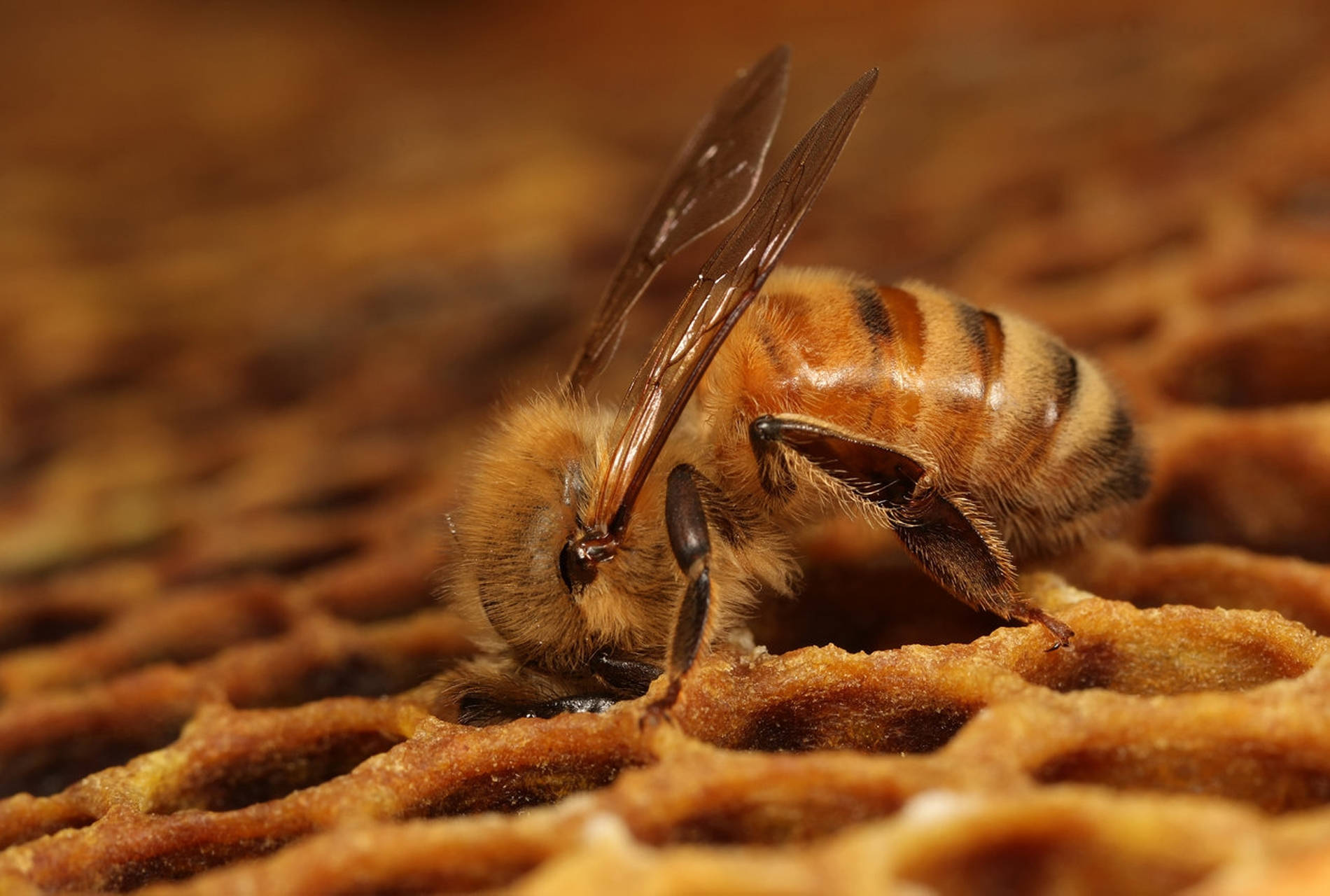 Honeycomb Honey Bee Background