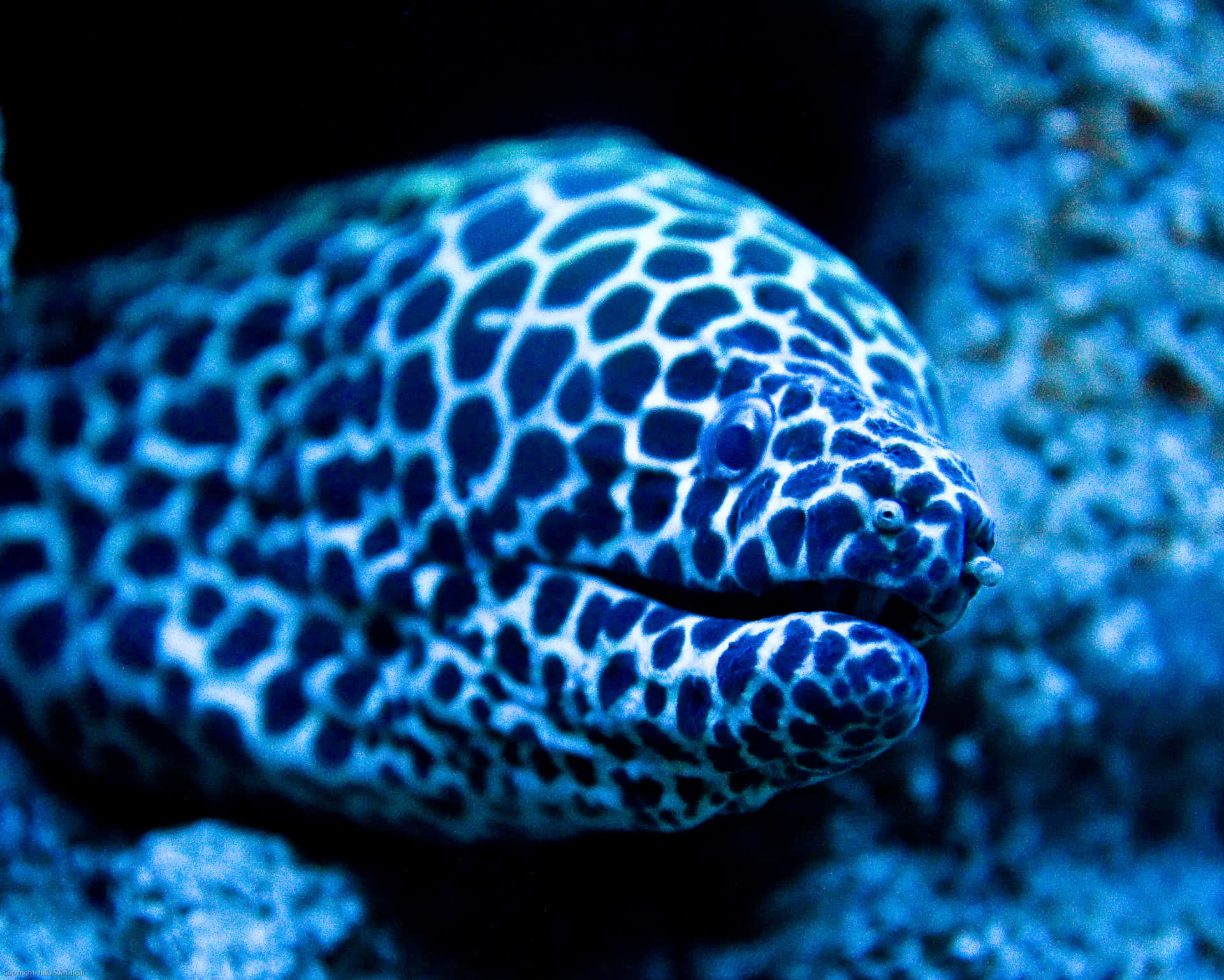 Honeycomb Moray Eel Closeup Background