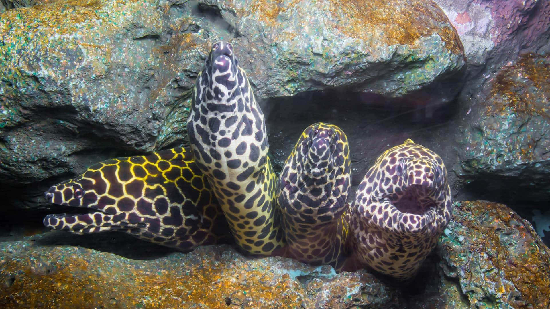 Honeycomb Moray Eels Resting