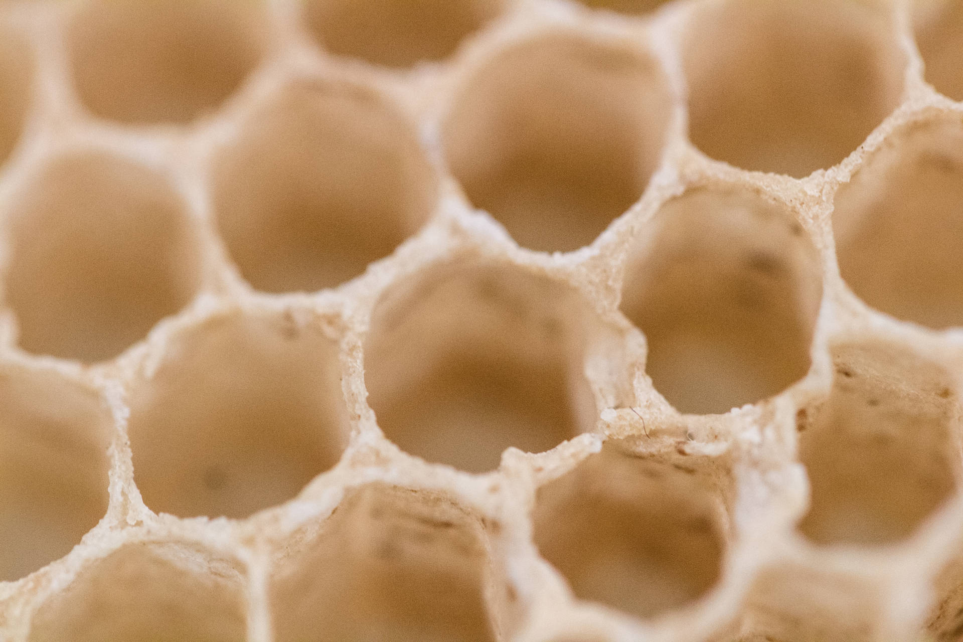 Honeycomb White Empty Background