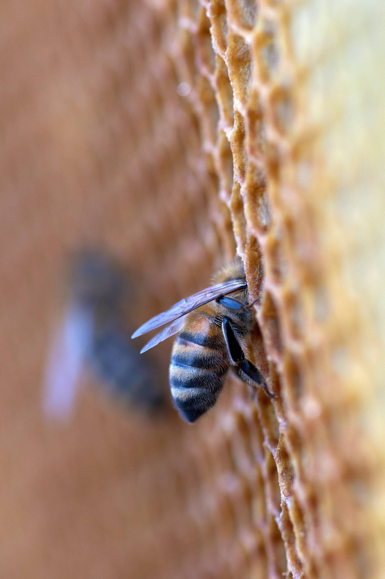 Honeycomb Working Bees Background