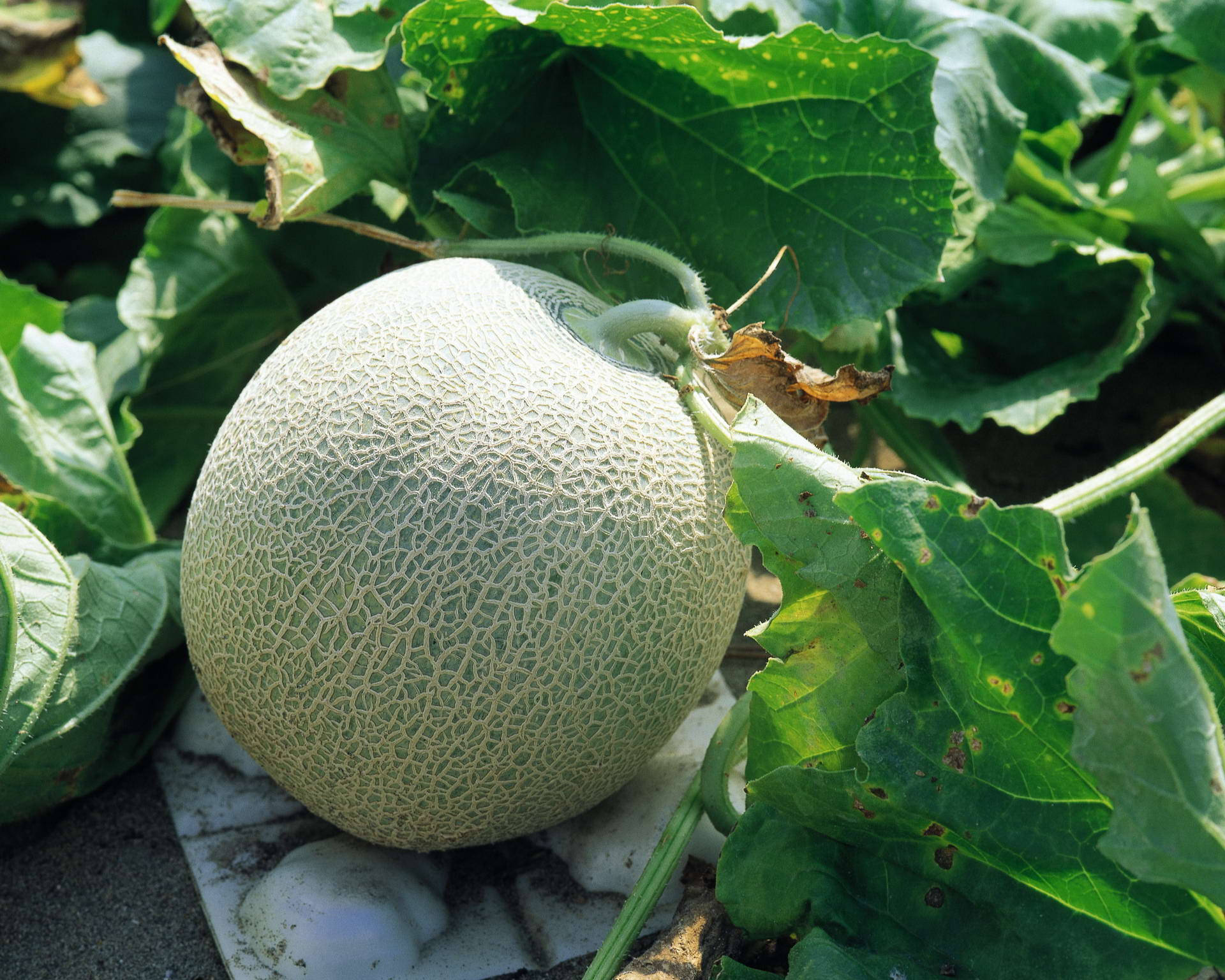 Honeydew Melon Growing Background