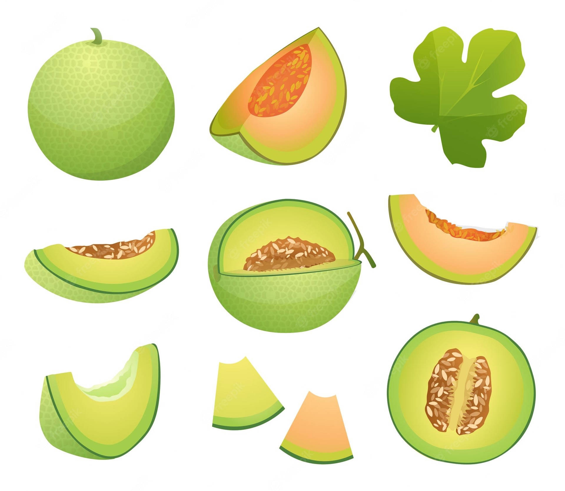 Honeydew Melon Illustration