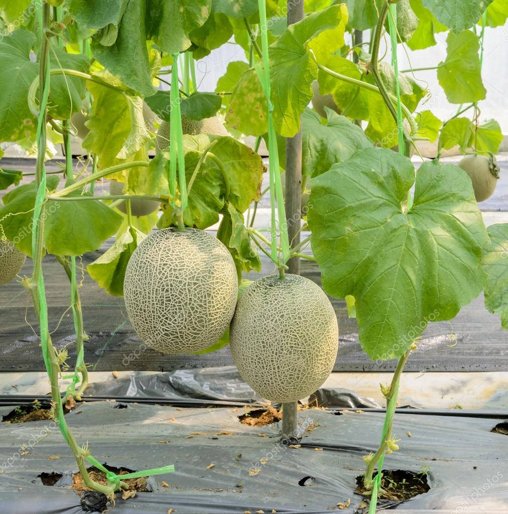 Honeydew Melon Plant Background